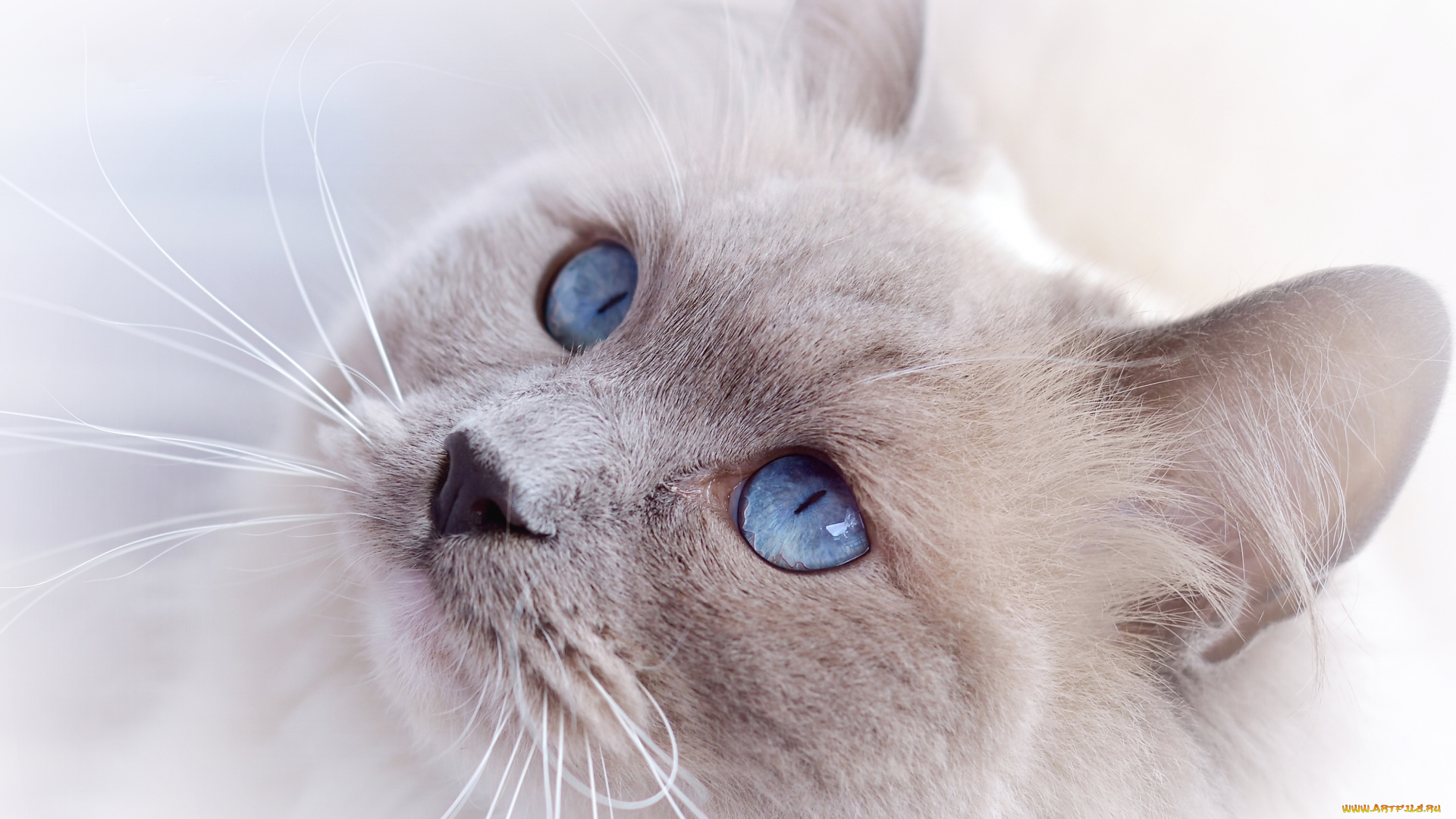 животные, коты, кот, киса, кошка