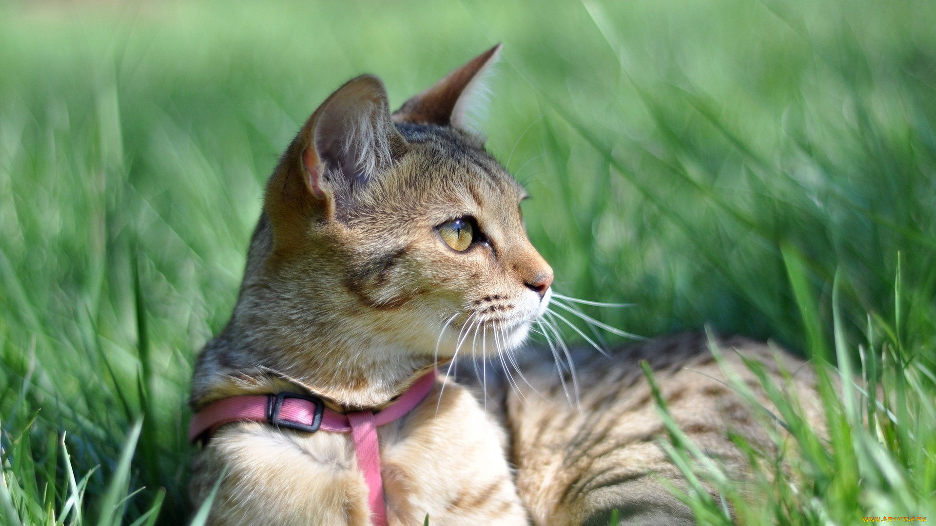 животные, коты, кот, киса, кошка