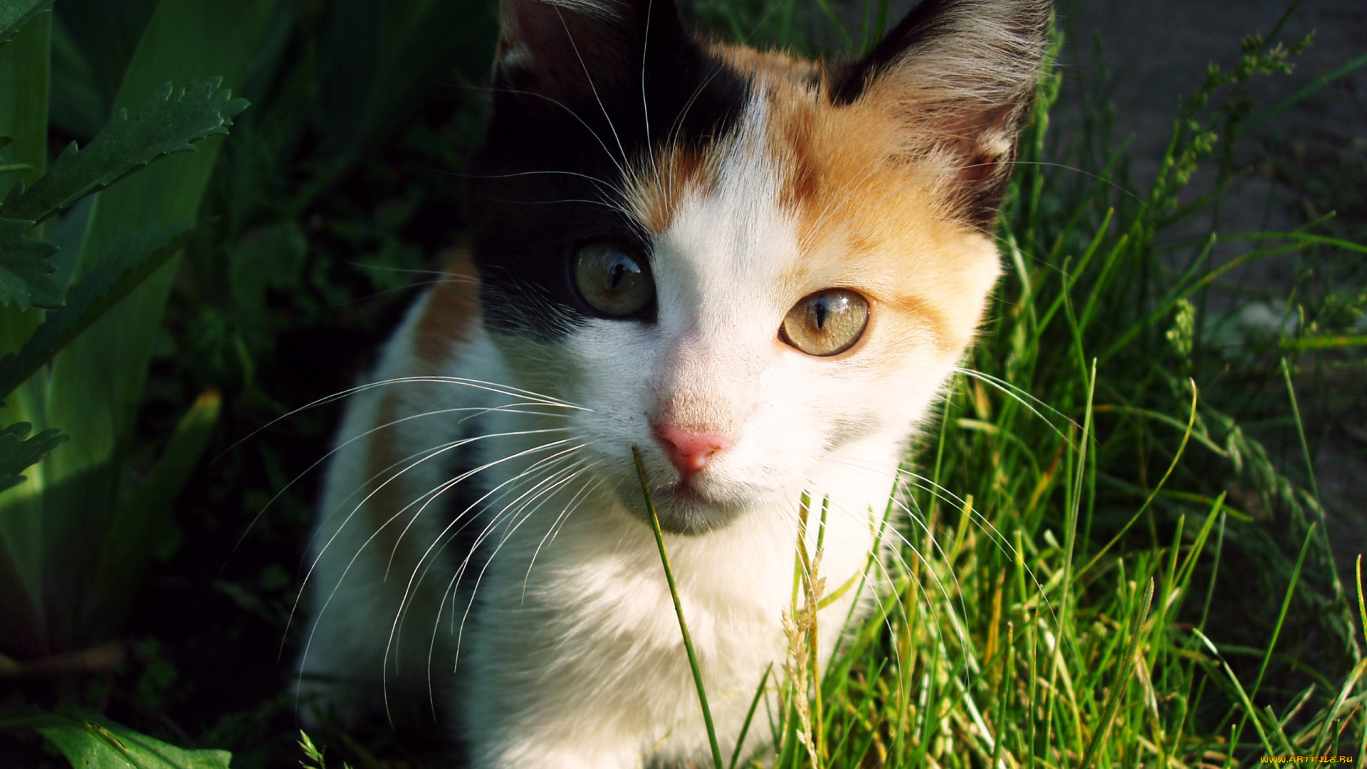 животные, коты, кот, киса, кошка