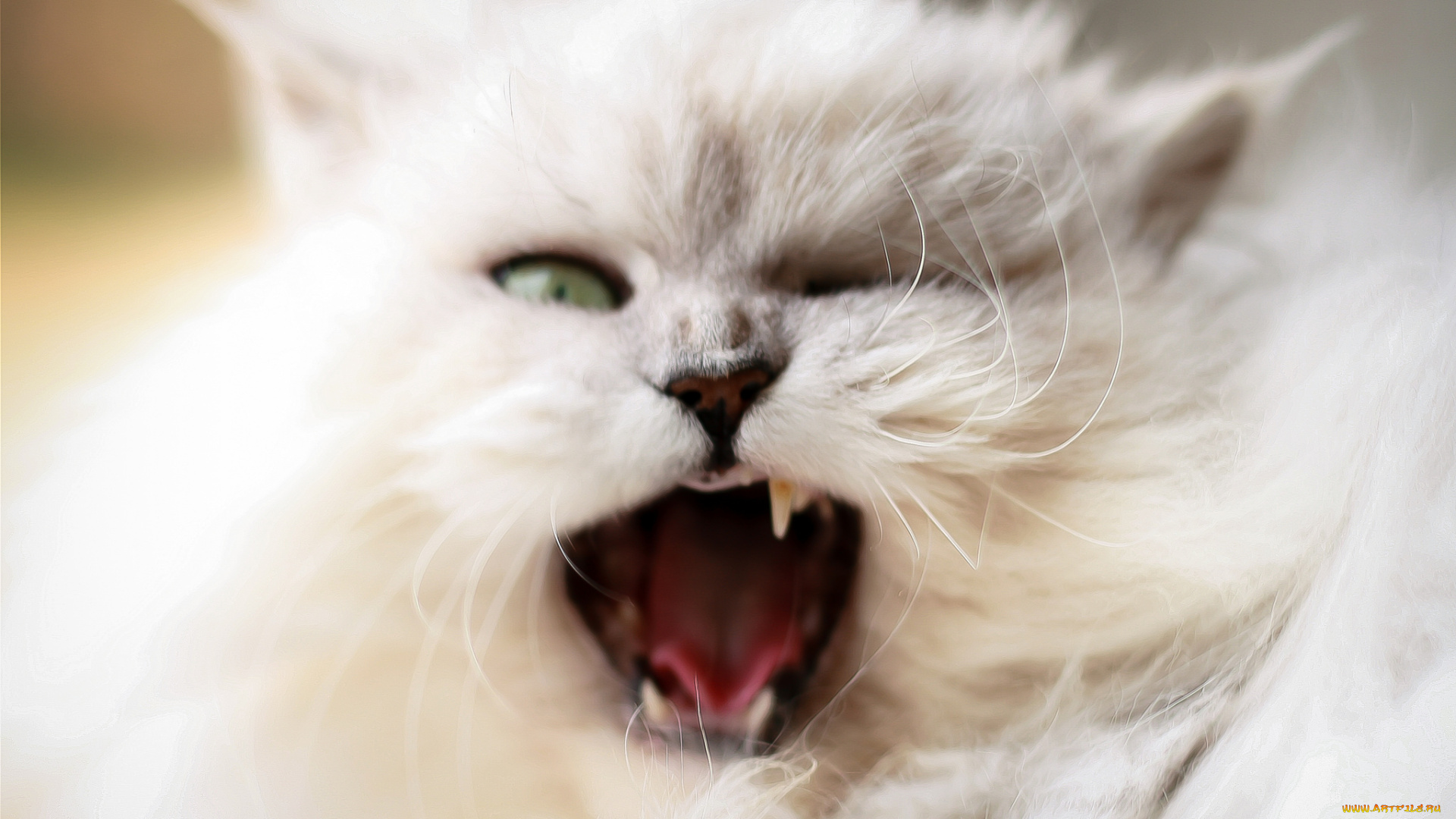 животные, коты, кот, киса, кошка