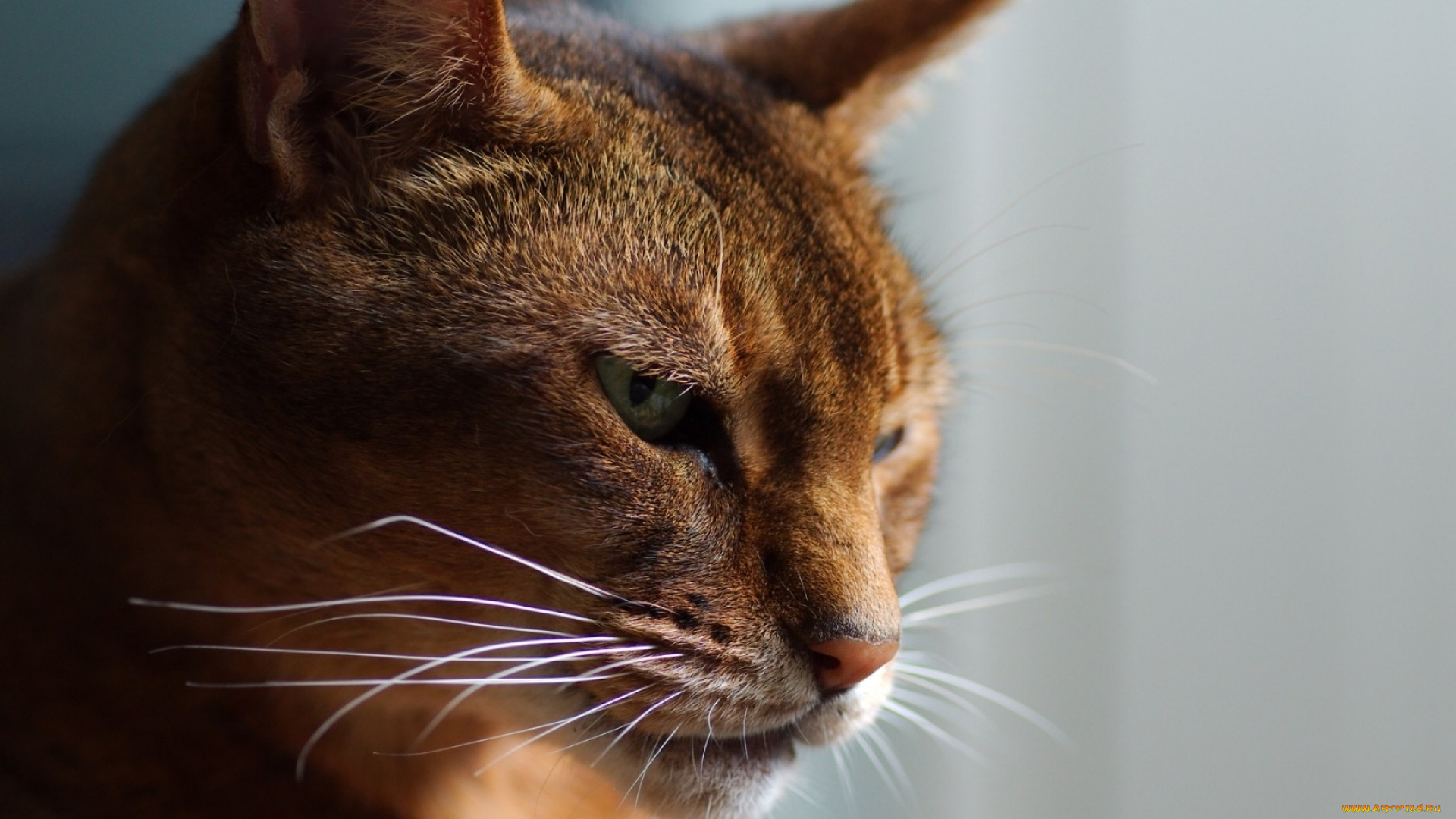 животные, коты, морда