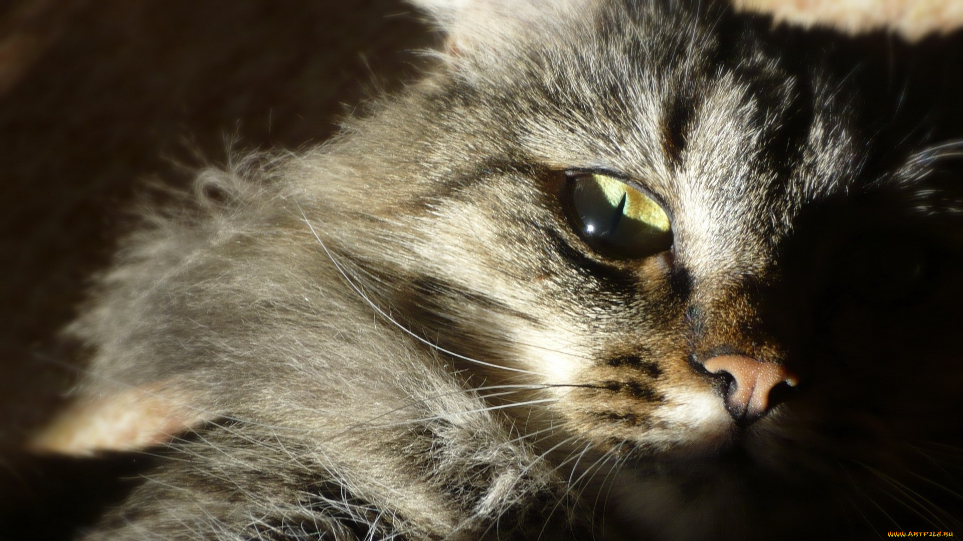 животные, коты, морда