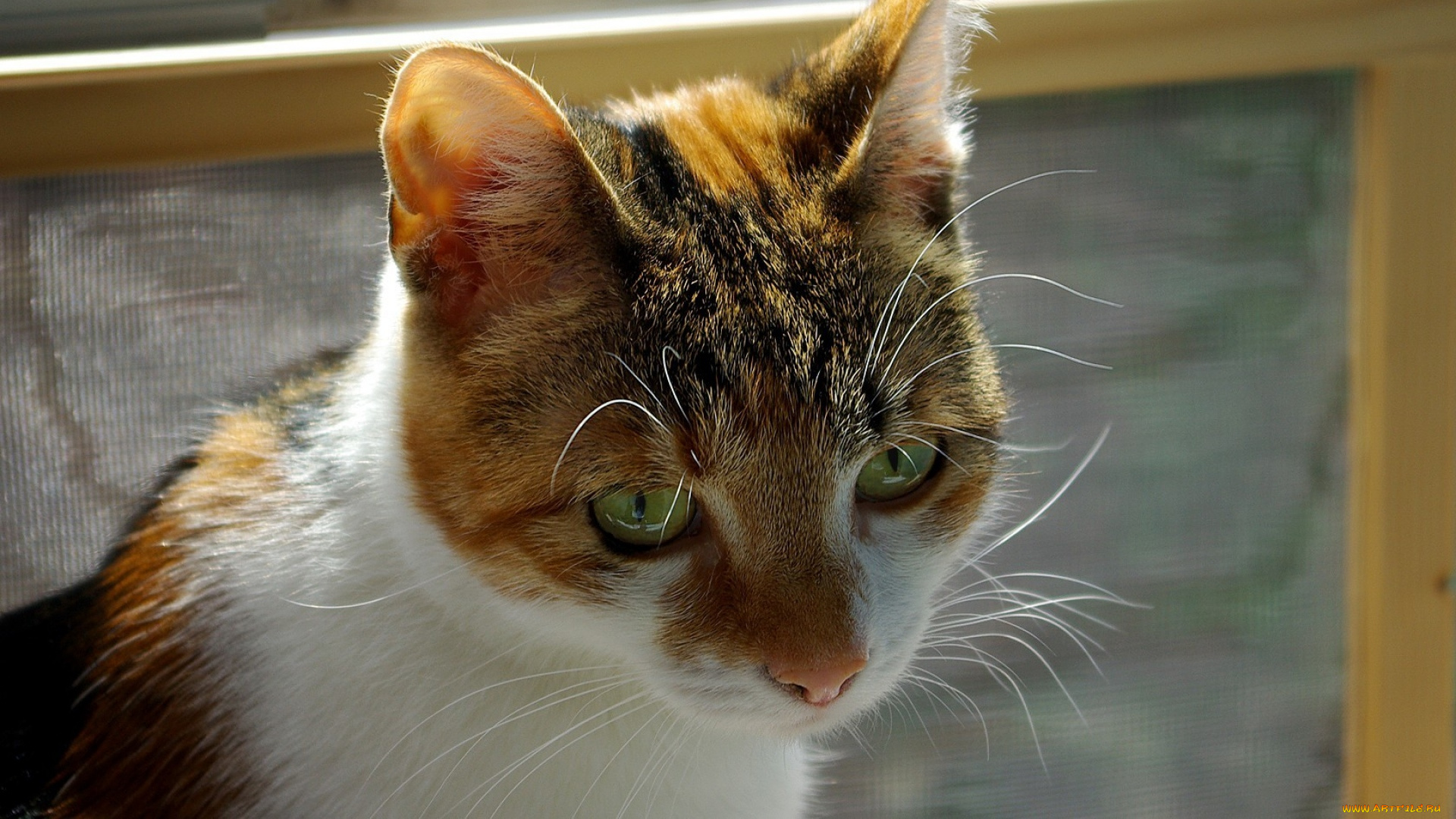 животные, коты, морда