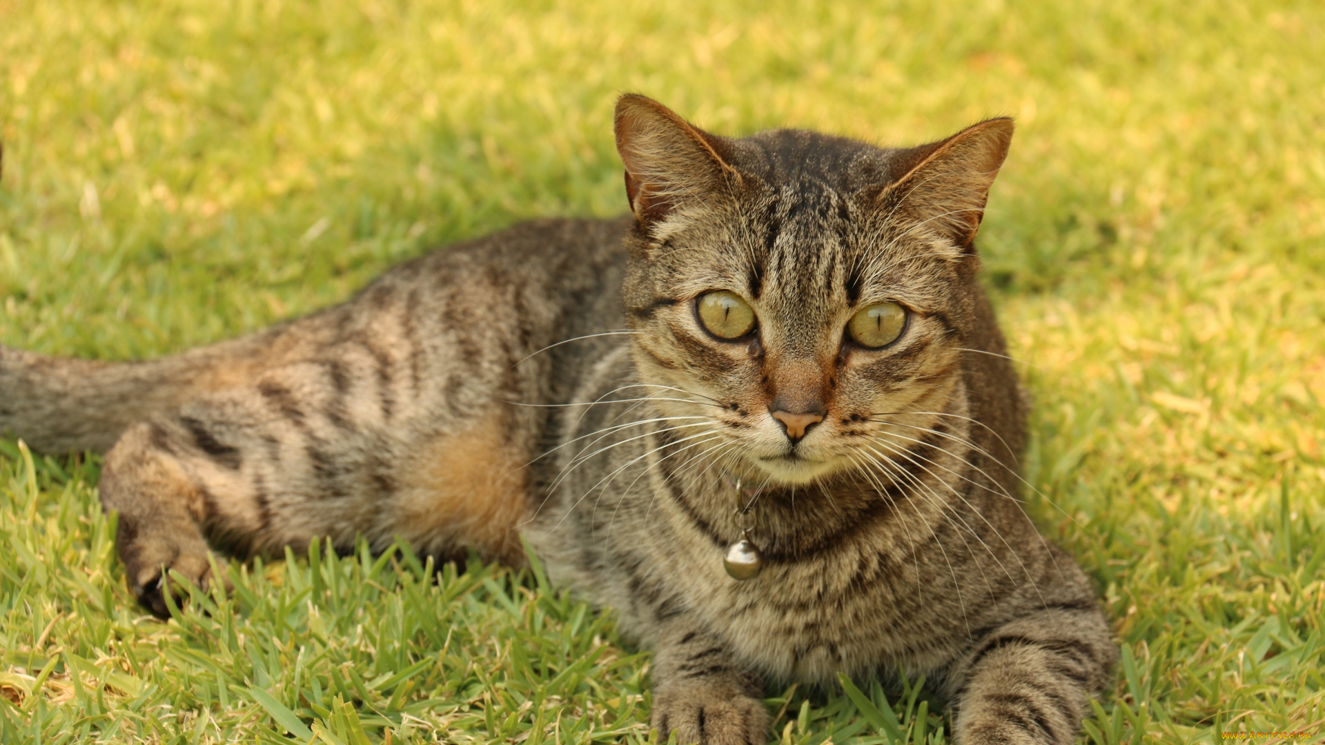 животные, коты, растения, отдых