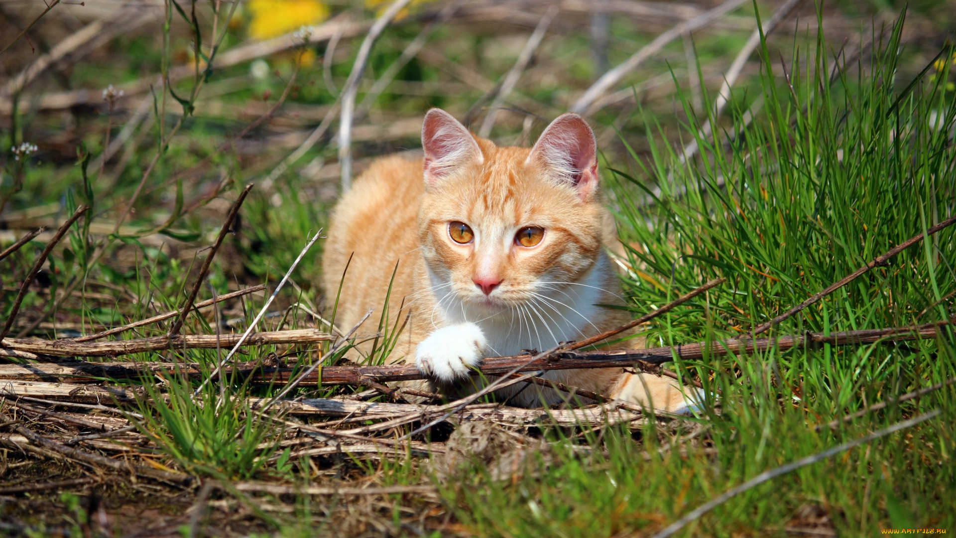 животные, коты, растения, рыжий, цвет