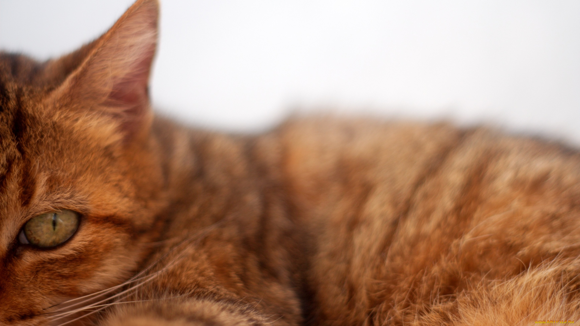 животные, коты, рыжий, цвет