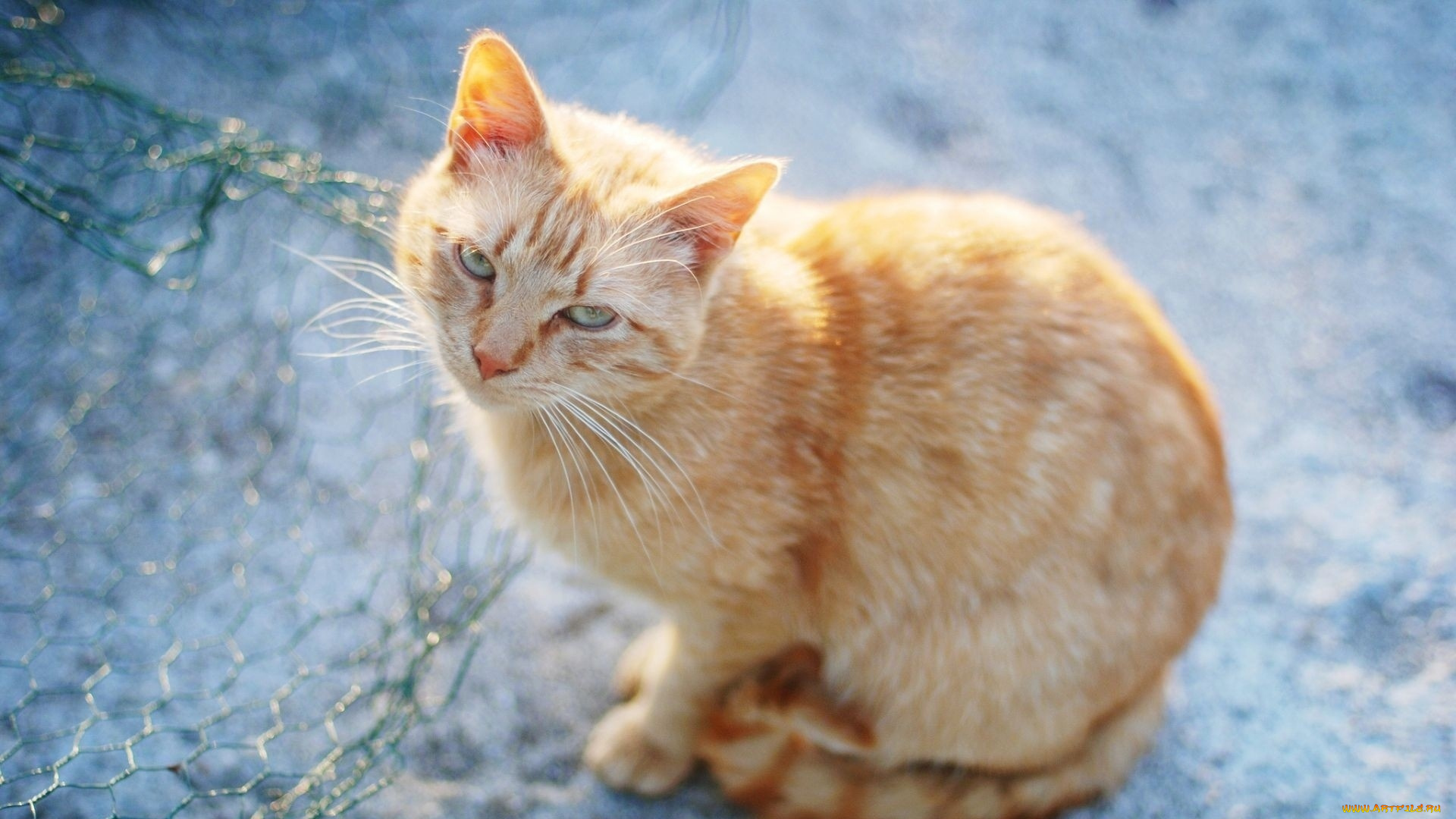 животные, коты, рыжий, цвет