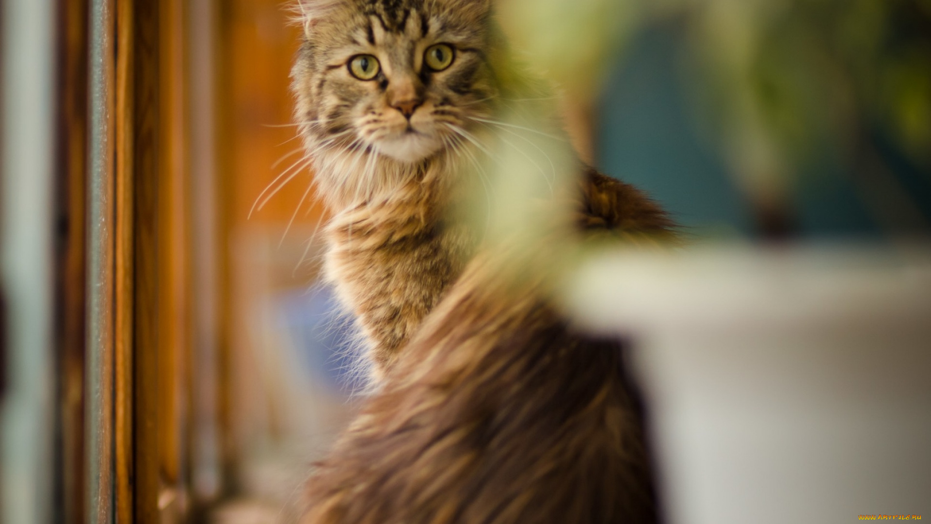 животные, коты, взгляд