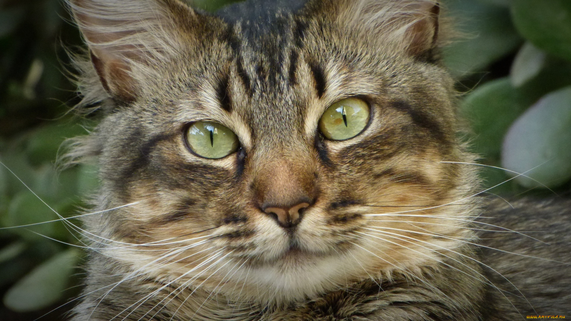 животные, коты, взгляд, морда