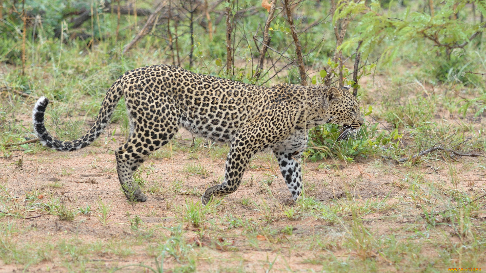 животные, леопарды, хищник