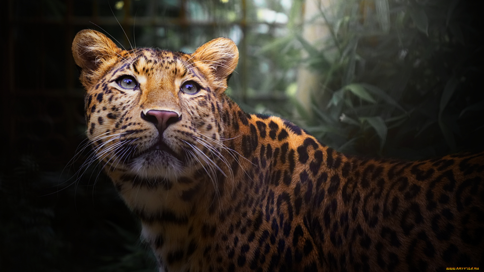 животные, леопарды, хищник