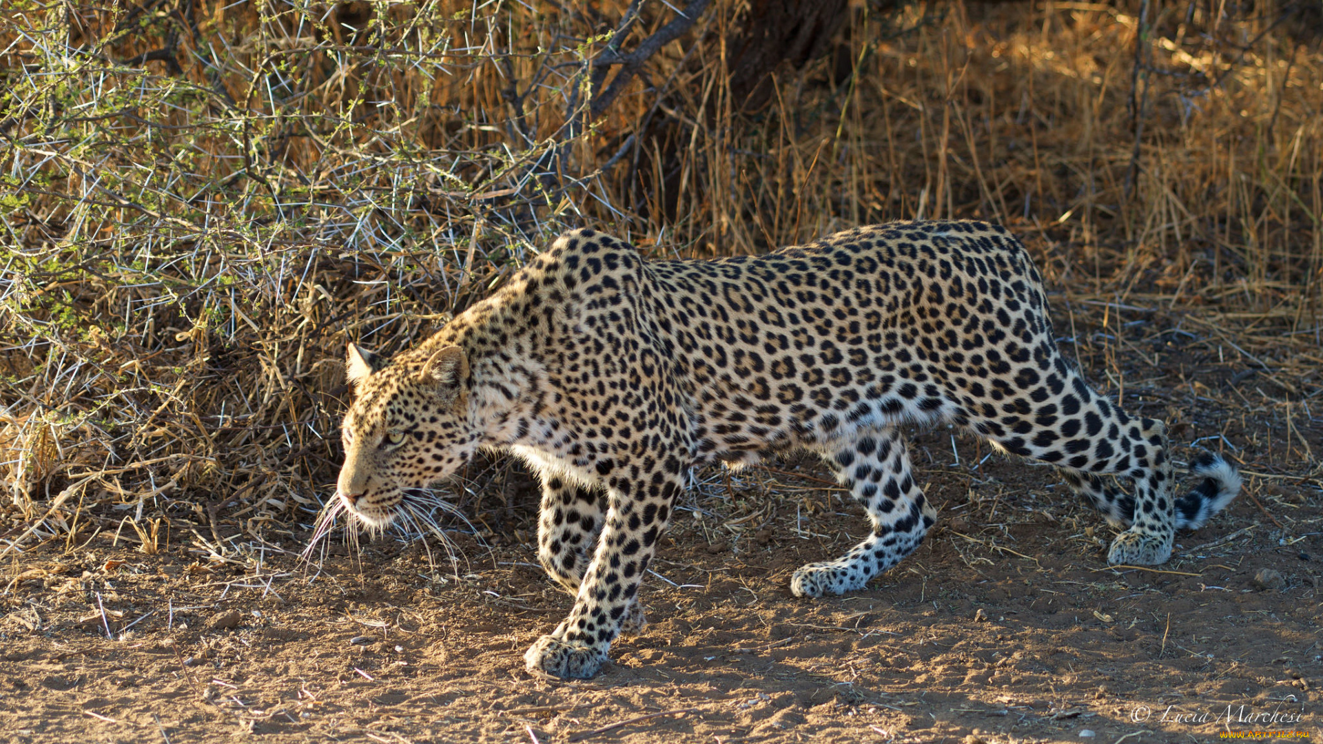 животные, леопарды, хищник