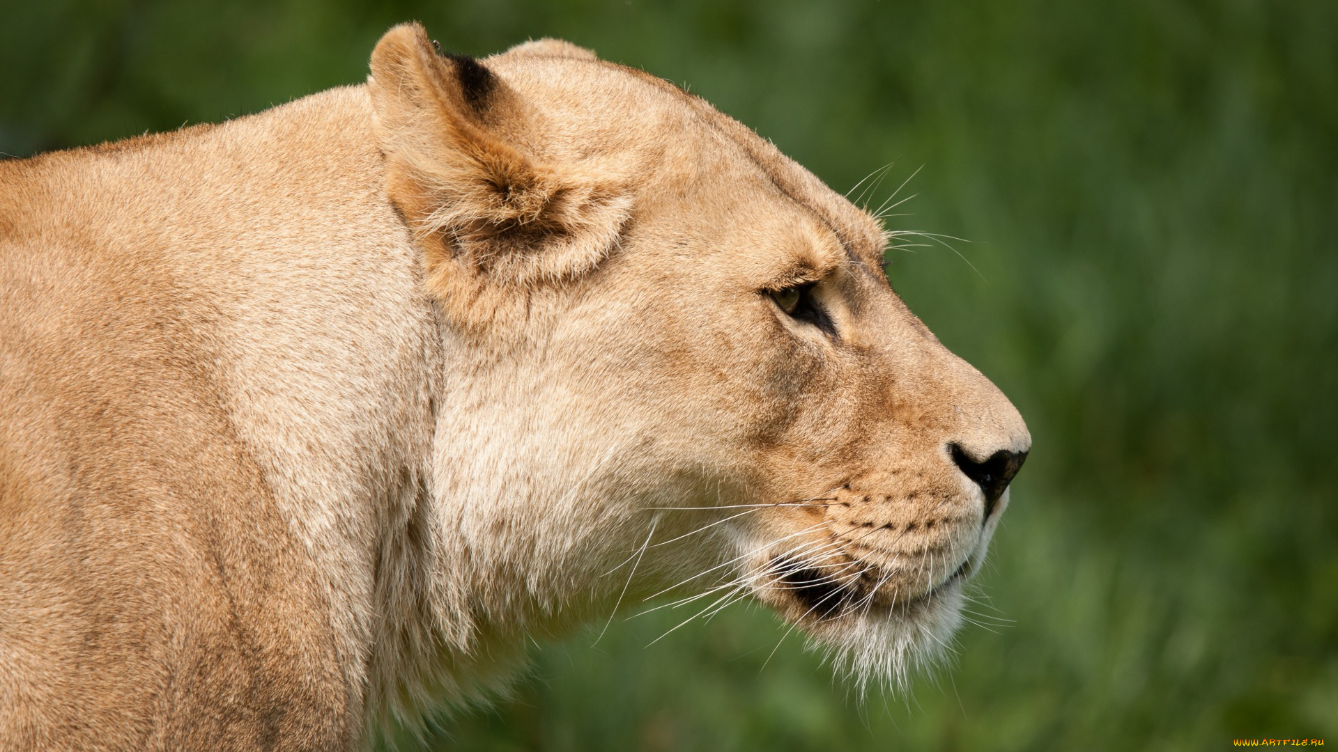 животные, львы, анфас, морда