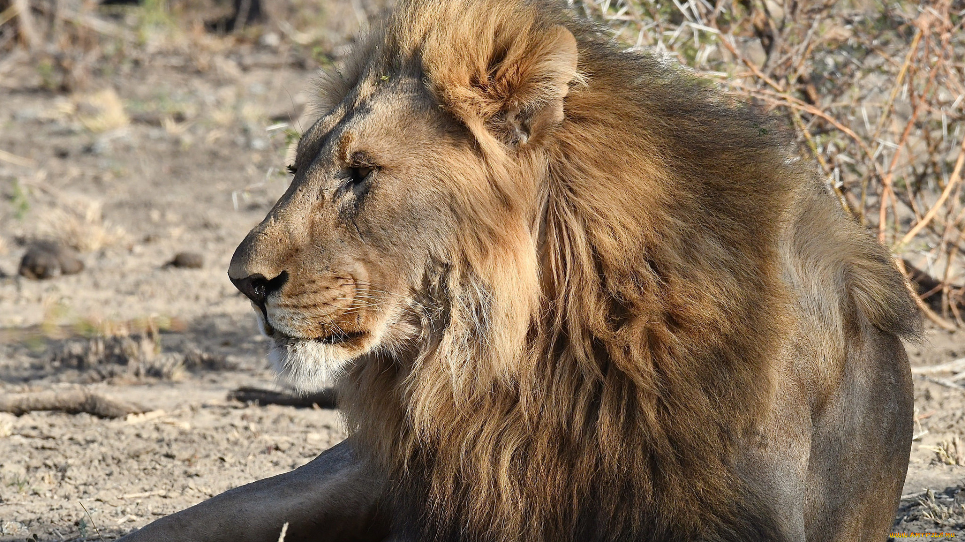 животные, львы, хищник