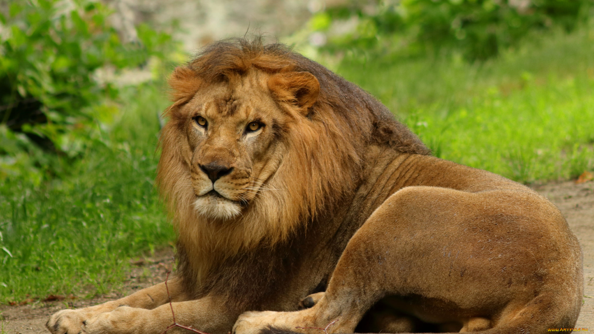 животные, львы, хищник