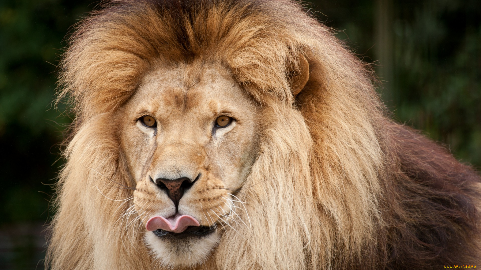 животные, львы, морда, грива