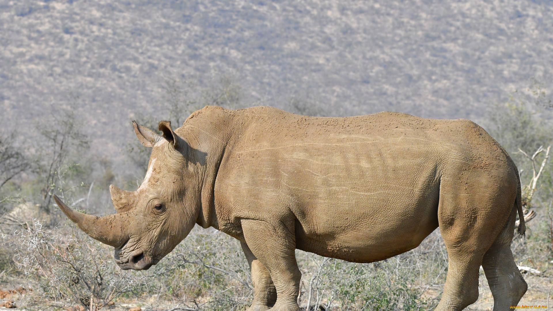 животные, носороги, носорог