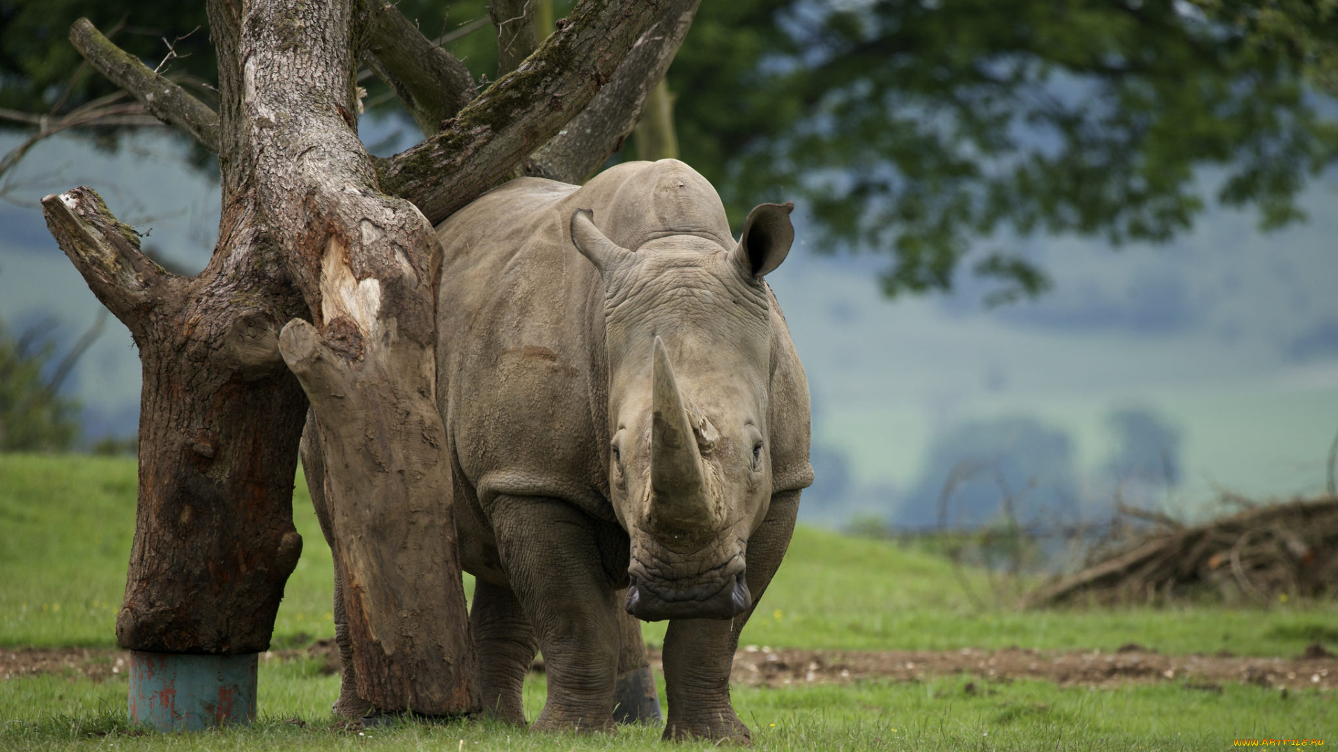 животные, носороги, носорог