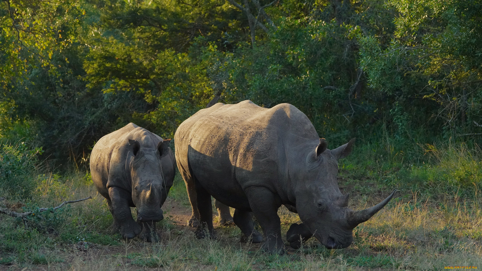животные, носороги, носорог