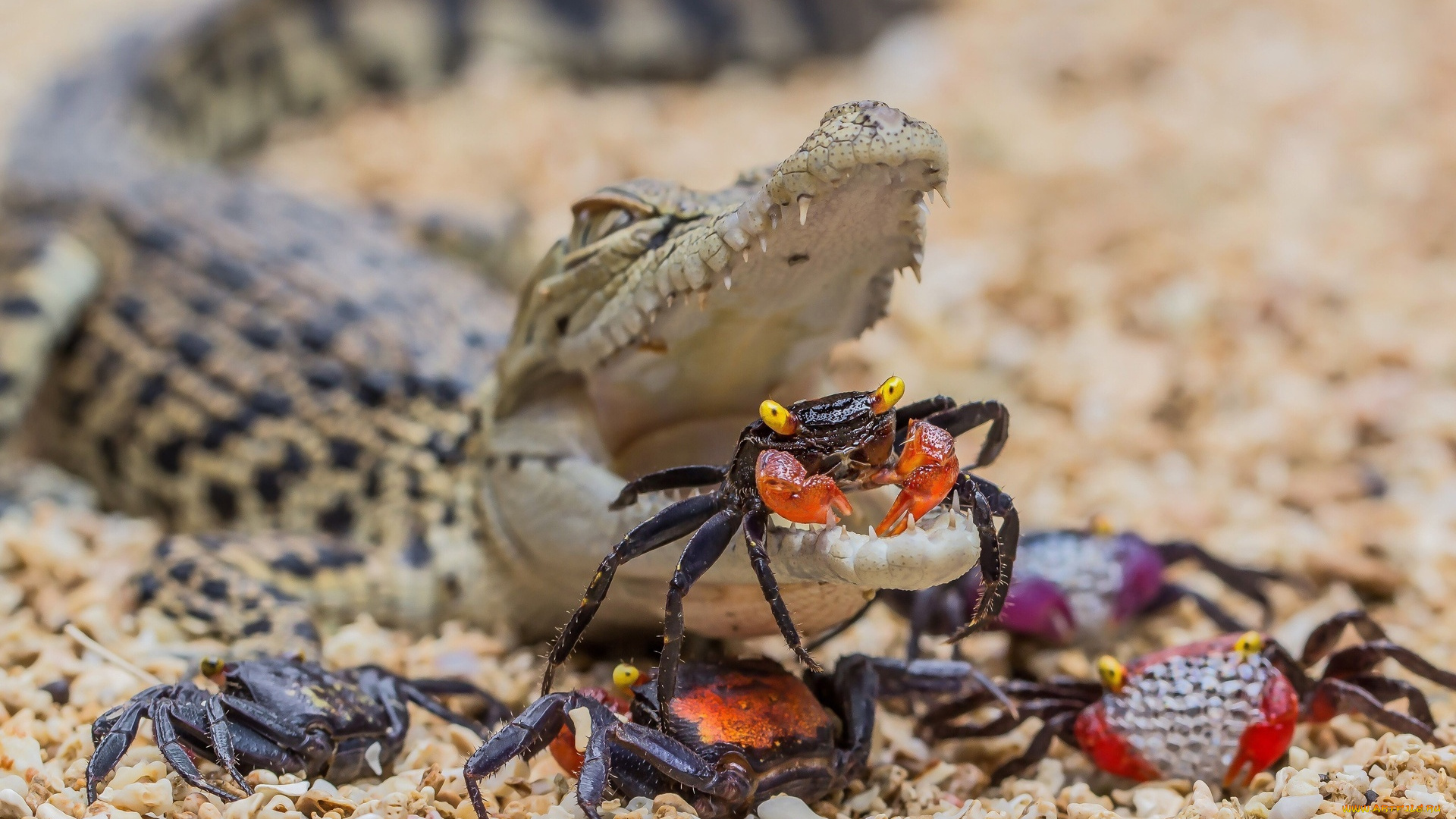 животные, разные, вместе, пасть, крабы, крокодил, галька, камни