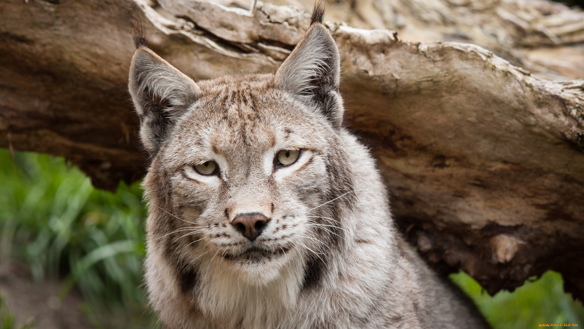 животные, рыси, морда, взгляд