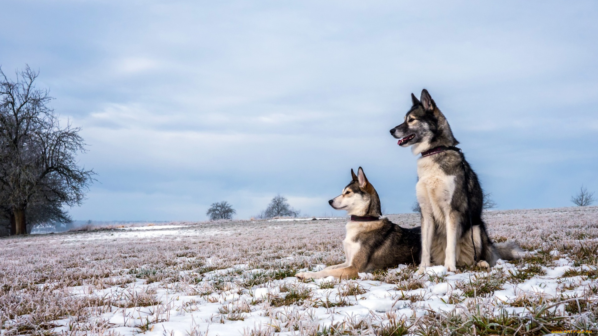 животные, собаки, поле, осень, снег