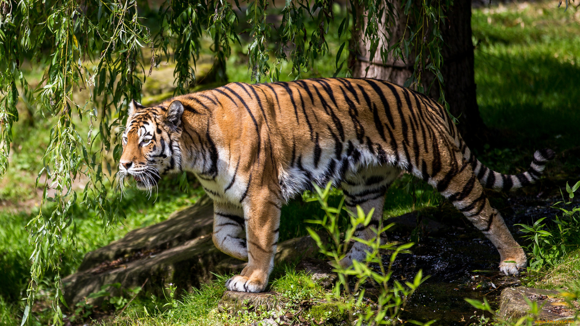 животные, тигры, хищник