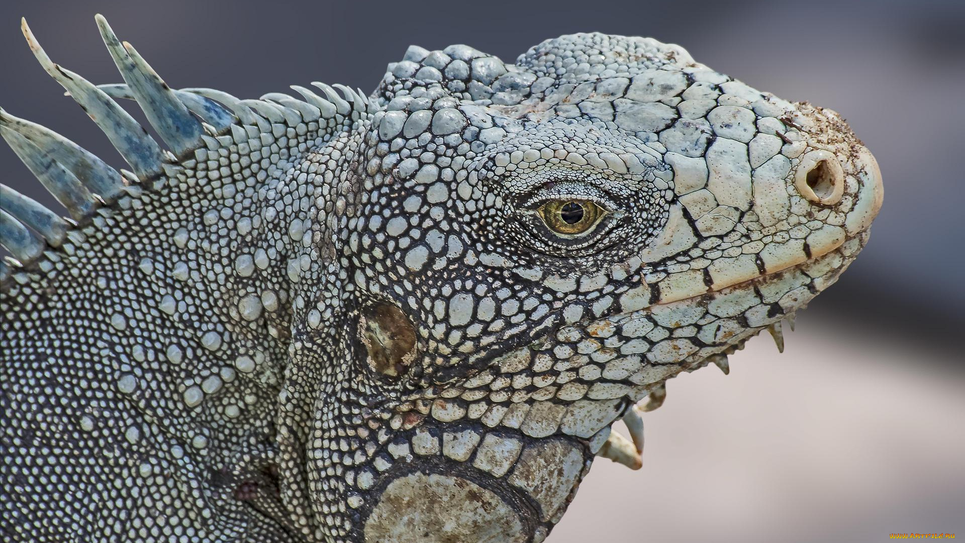 животные, Ящерицы, , игуаны, , вараны, iguana, крупная, растительноядная, ящерица, игуана