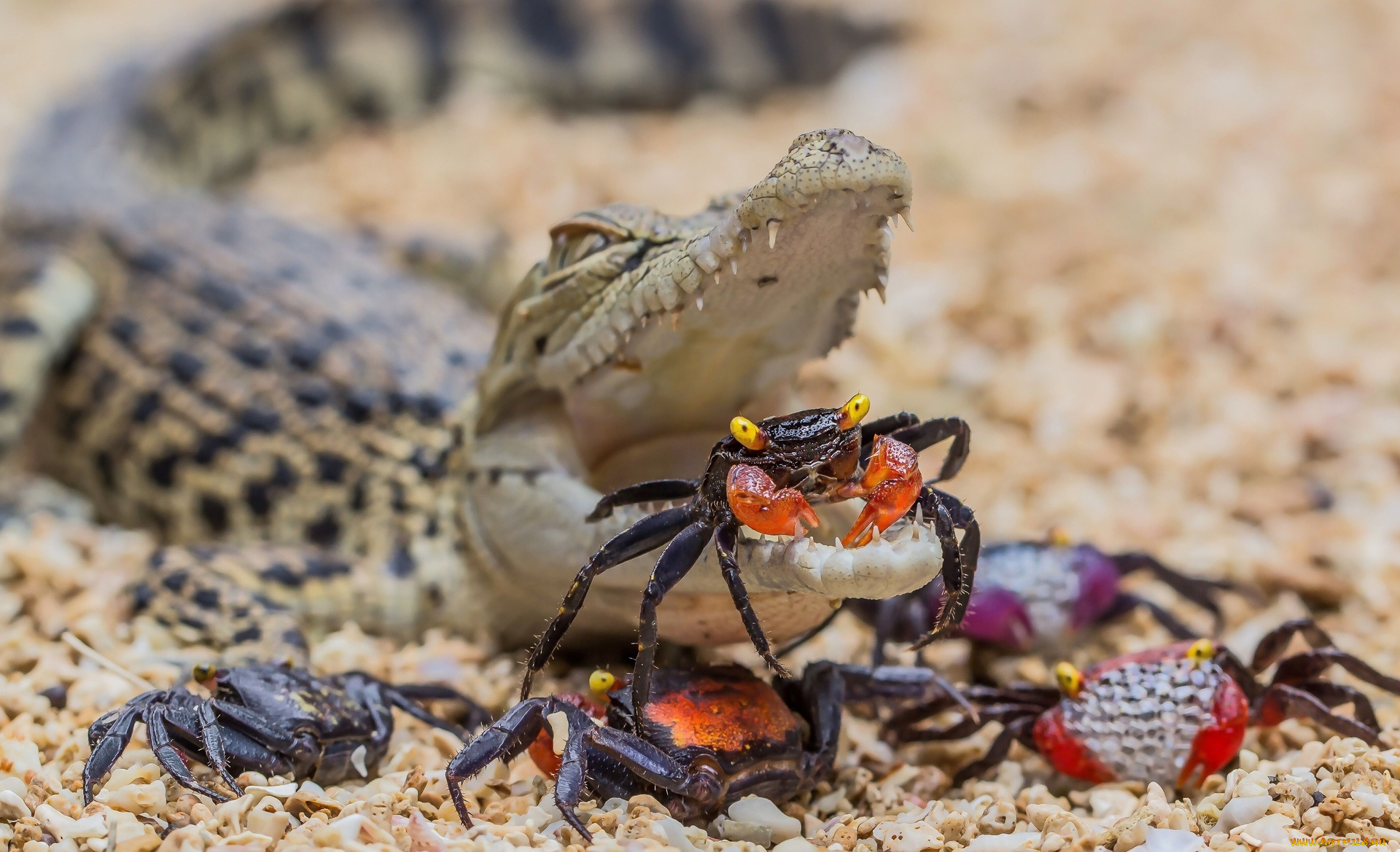животные, разные, вместе, пасть, крабы, крокодил, галька, камни