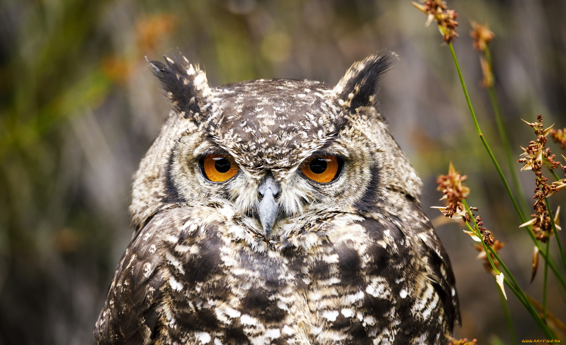 животные, совы, птица, сова, трава, взгляд
