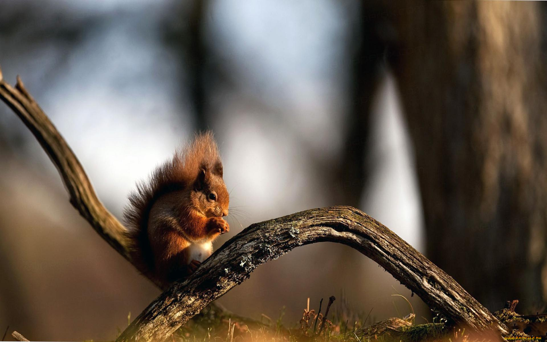 животные, белки, ветки