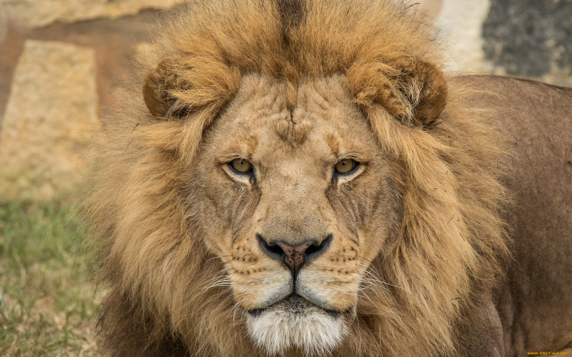животные, львы, морда, грива, взгляд