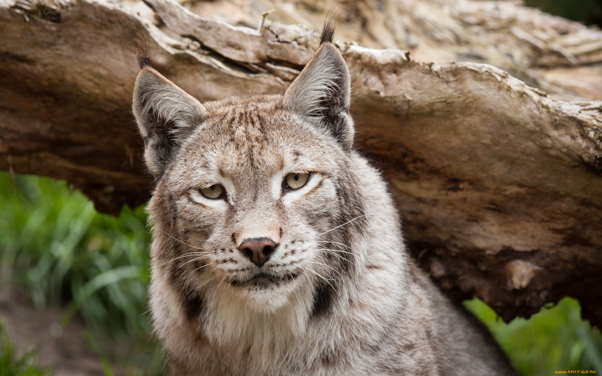 животные, рыси, морда, взгляд