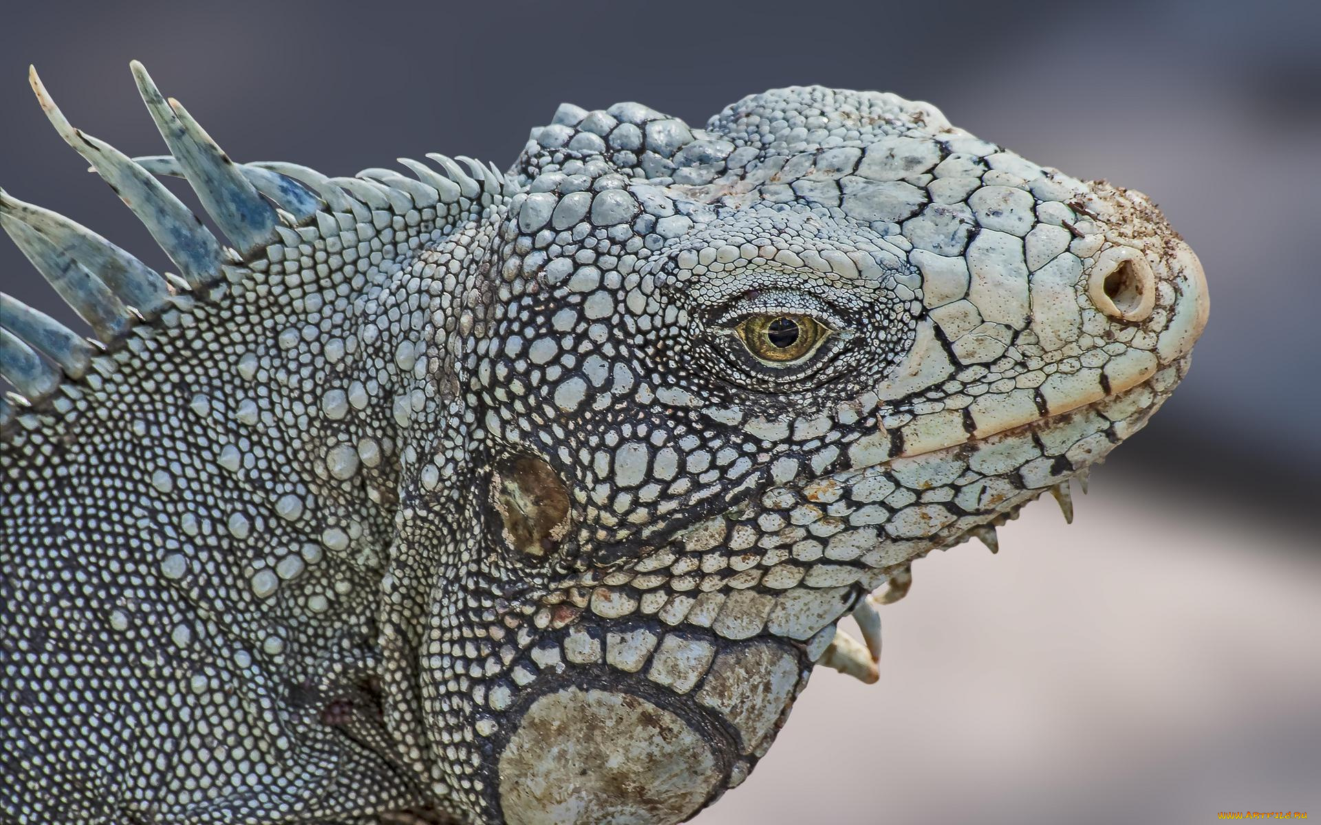 животные, Ящерицы, , игуаны, , вараны, iguana, крупная, растительноядная, ящерица, игуана