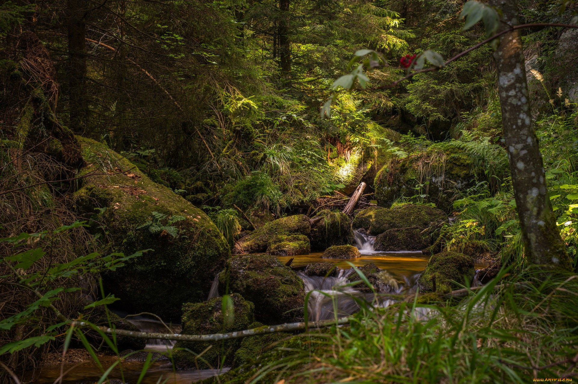 природа, лес, простор