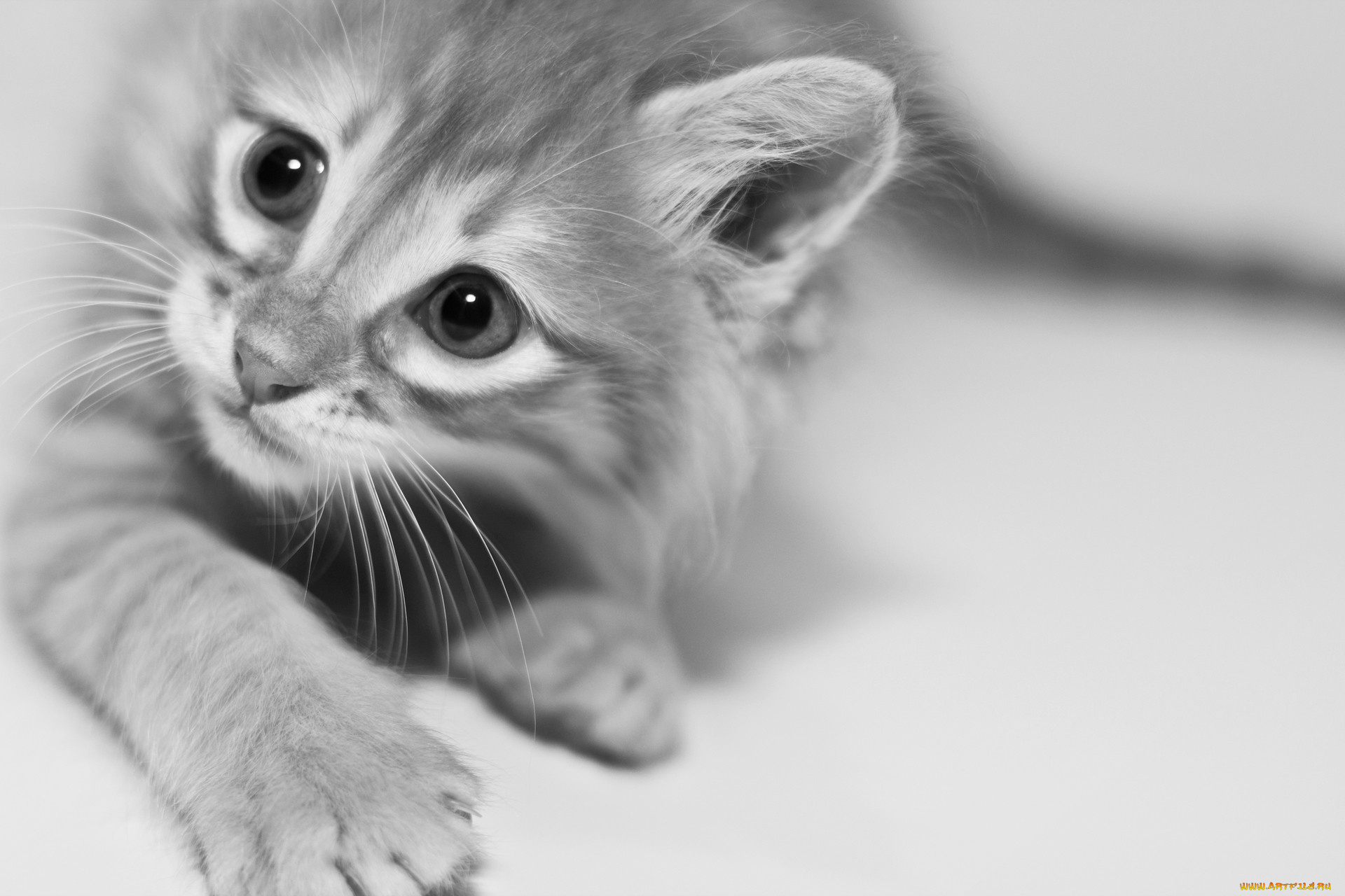 животные, коты, киса, кот, кошка