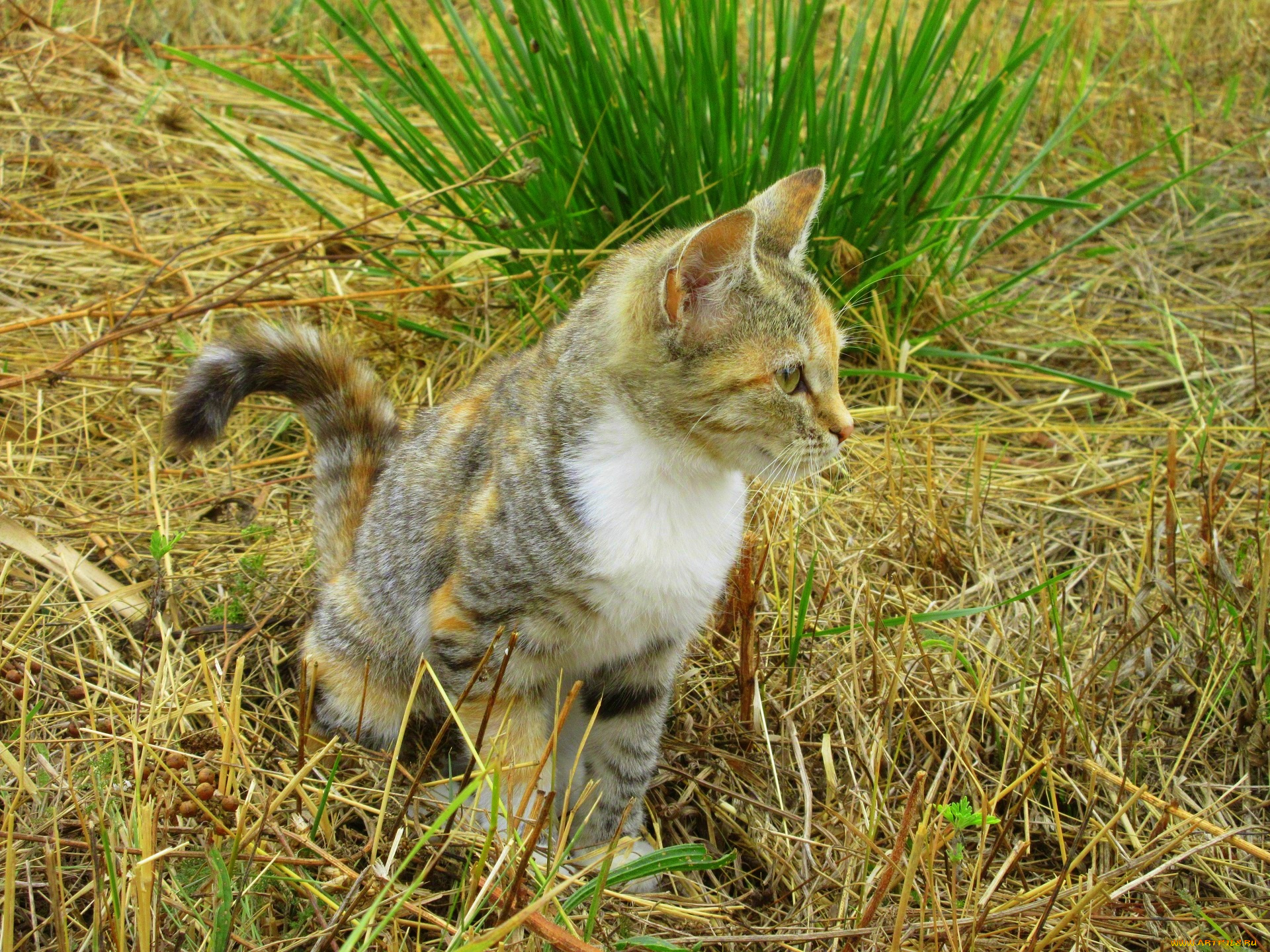 животные, коты, кошка