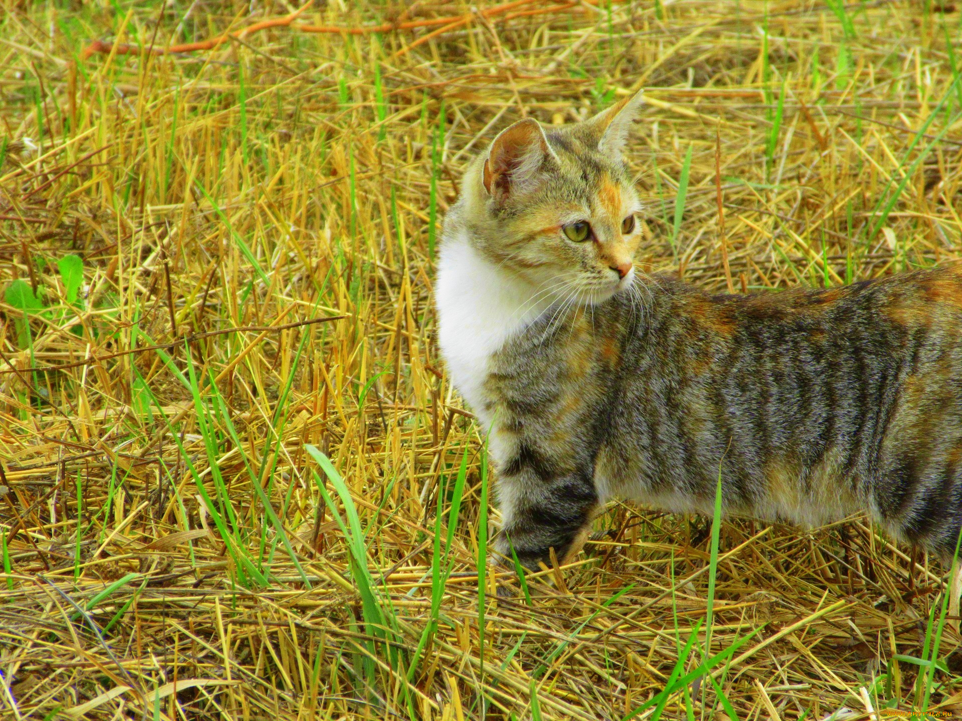 животные, коты, кошка