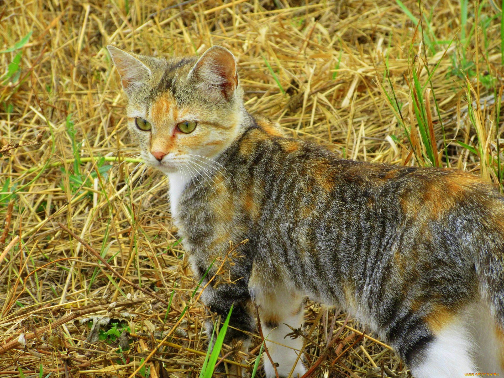 животные, коты, кошка