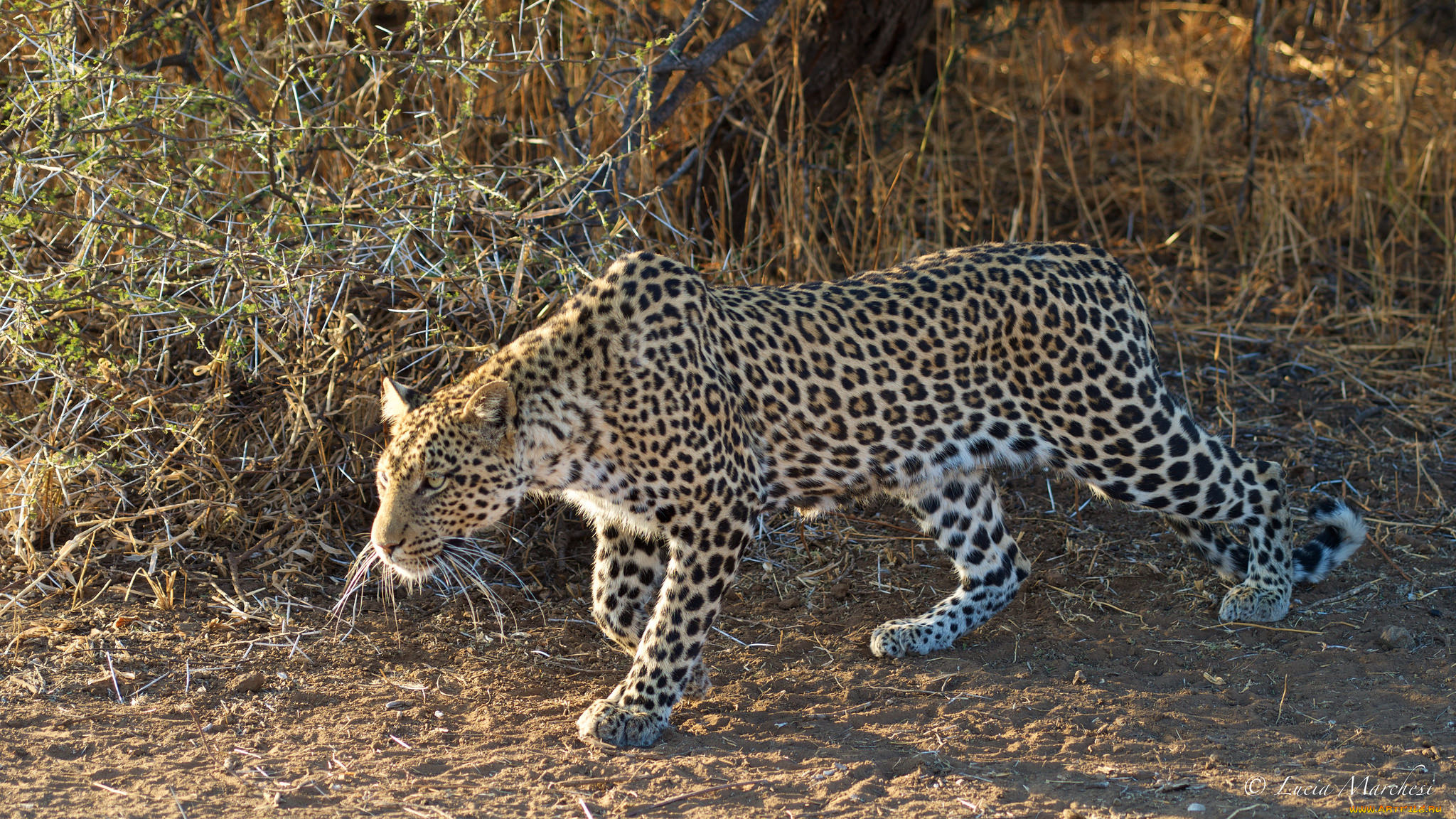 животные, леопарды, хищник