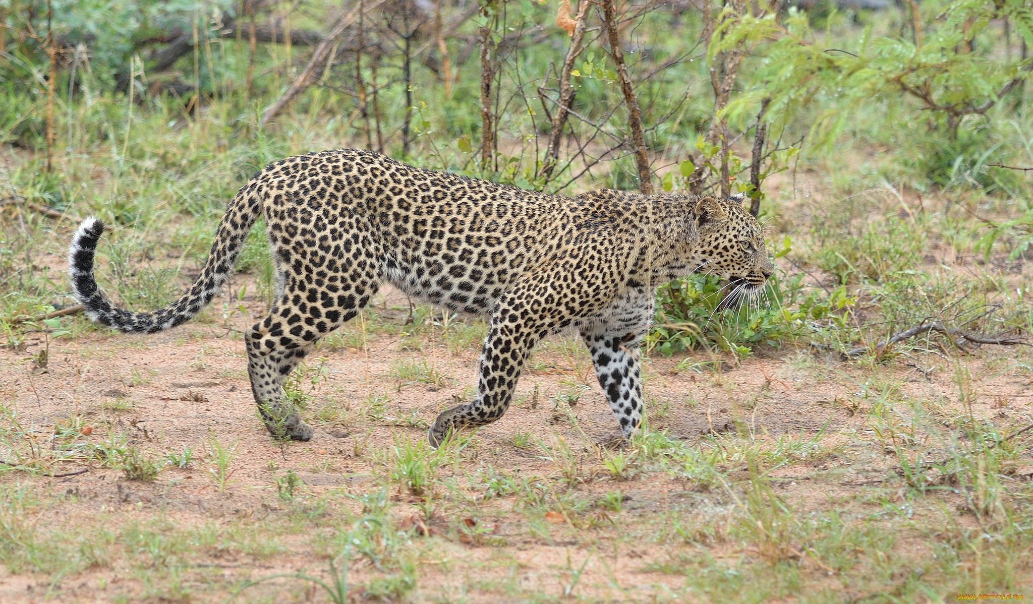 животные, леопарды, хищник