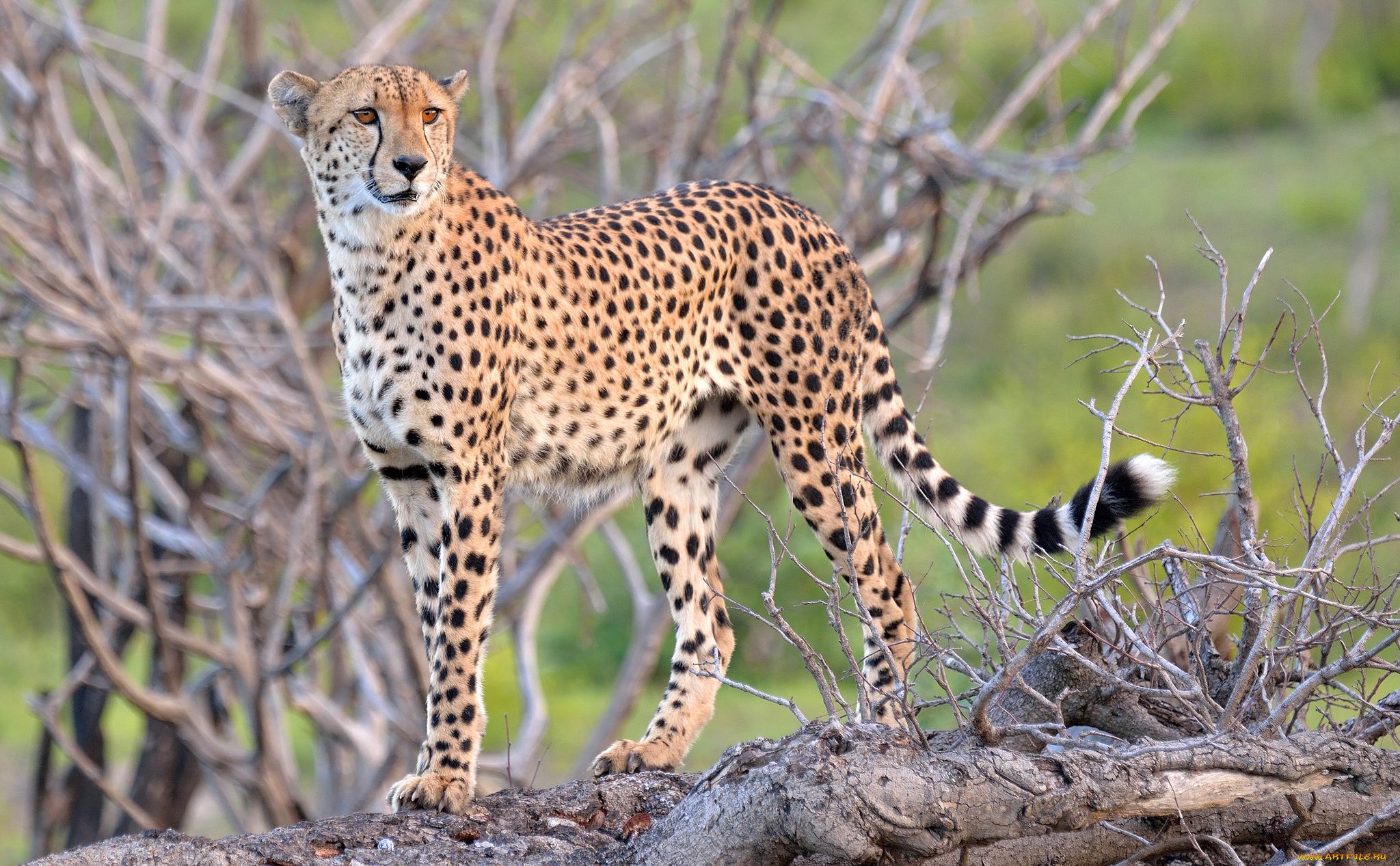 животные, гепарды, хищник