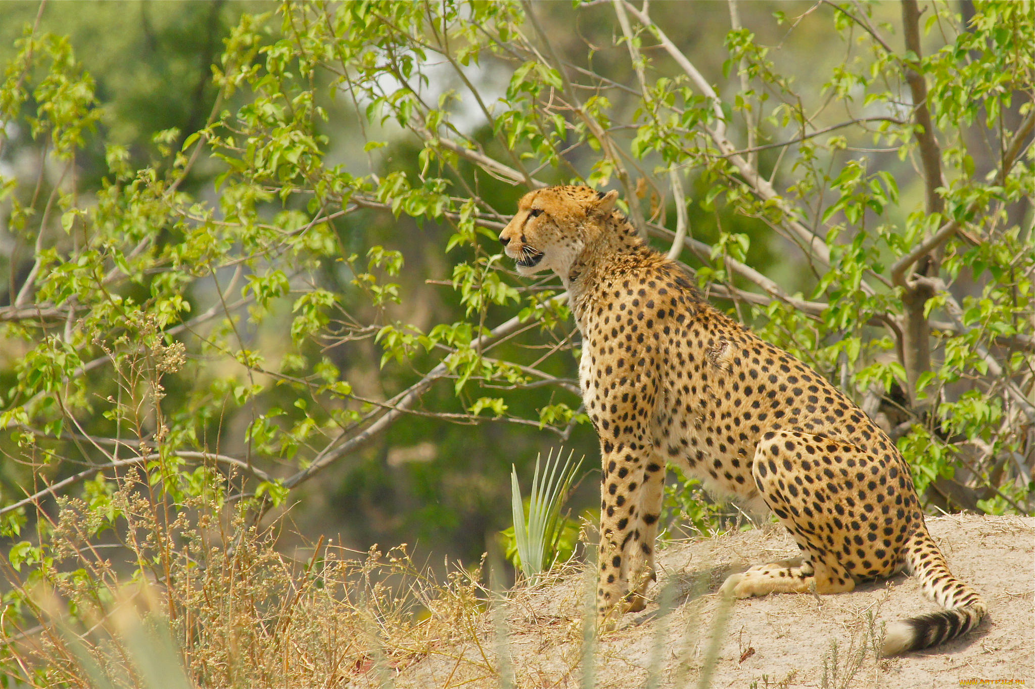 животные, гепарды, хищник