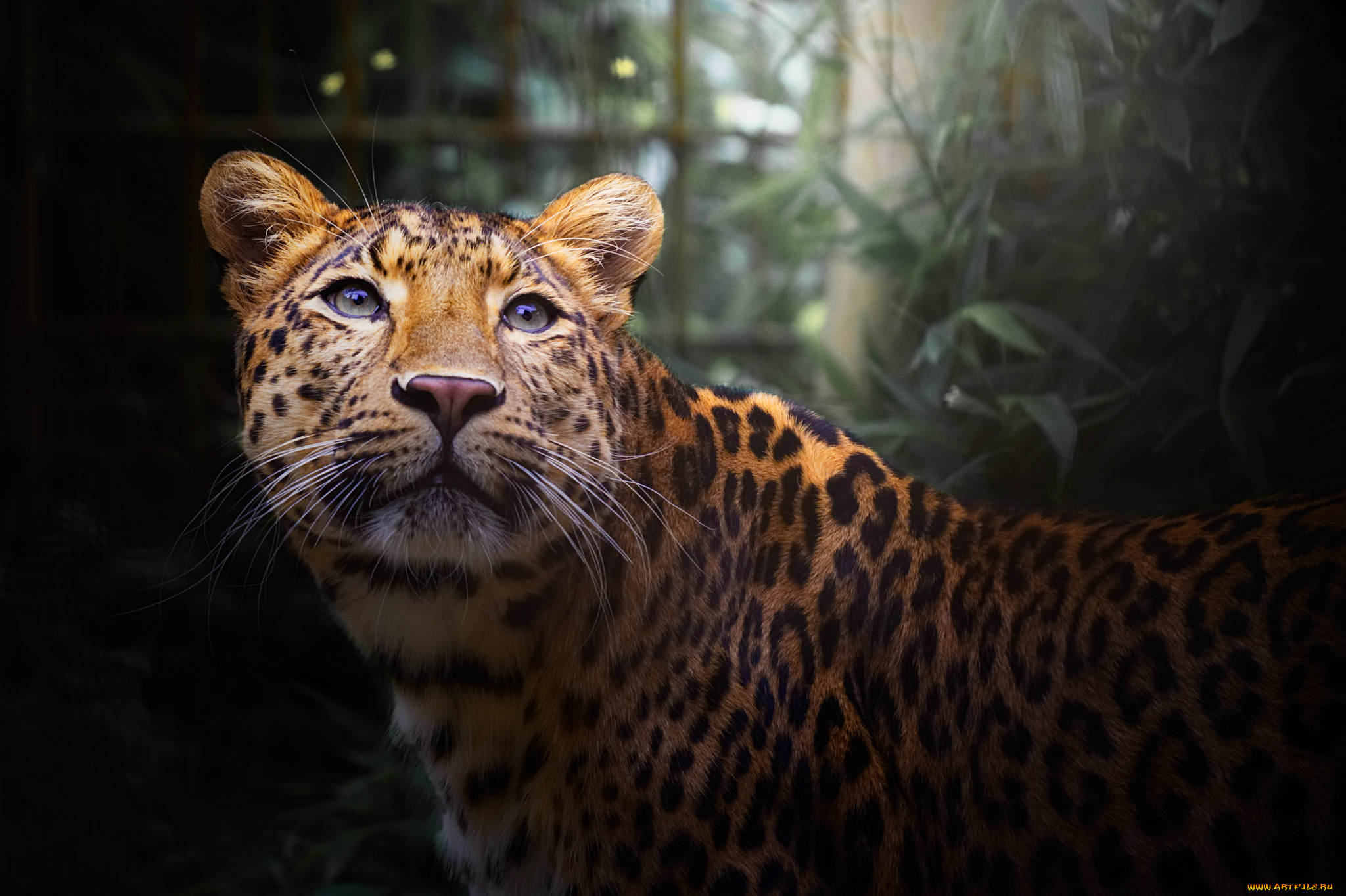 животные, леопарды, хищник