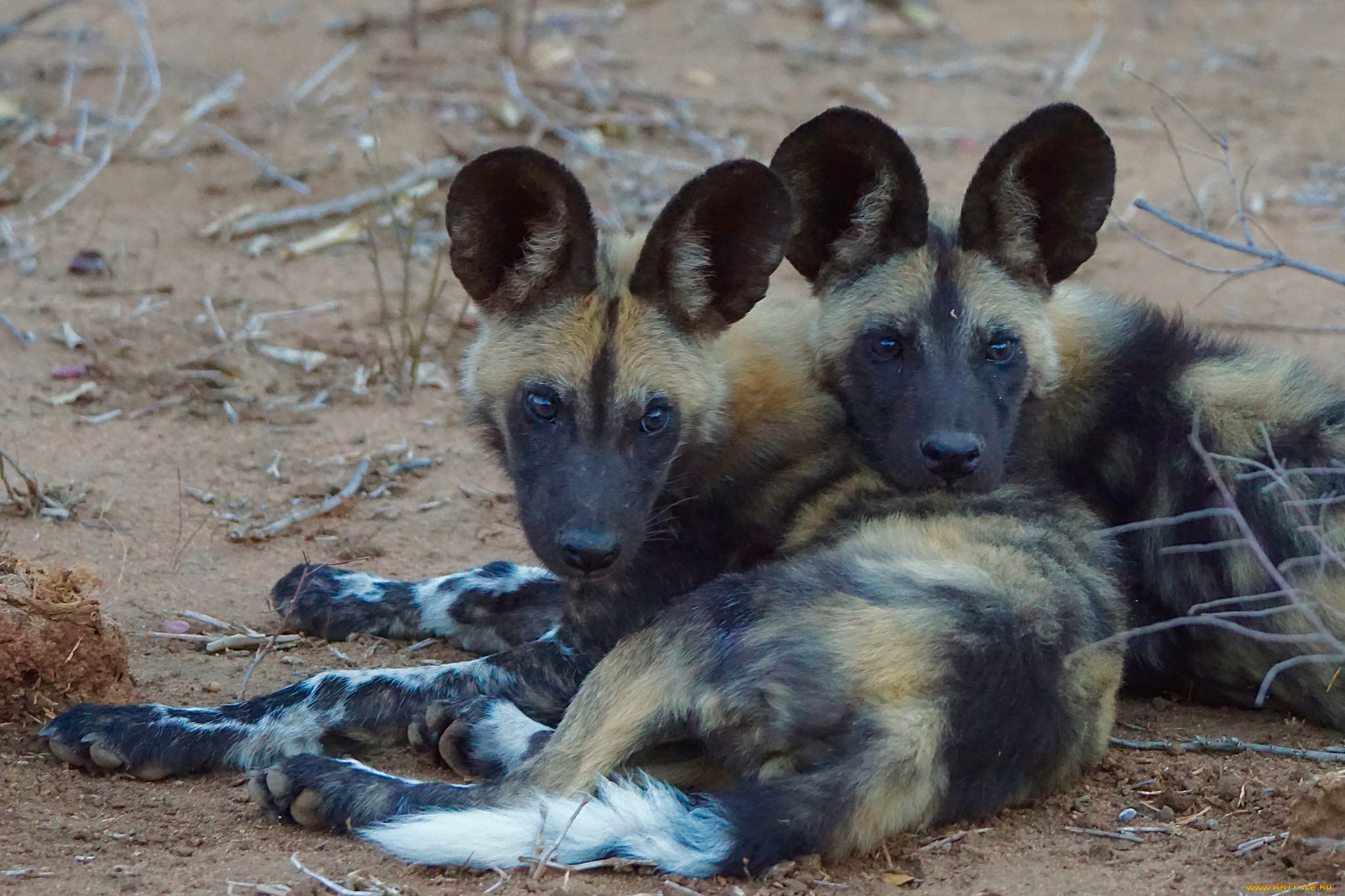 african, wild, dog, животные, гиены, , гиеновые, собаки, хищник