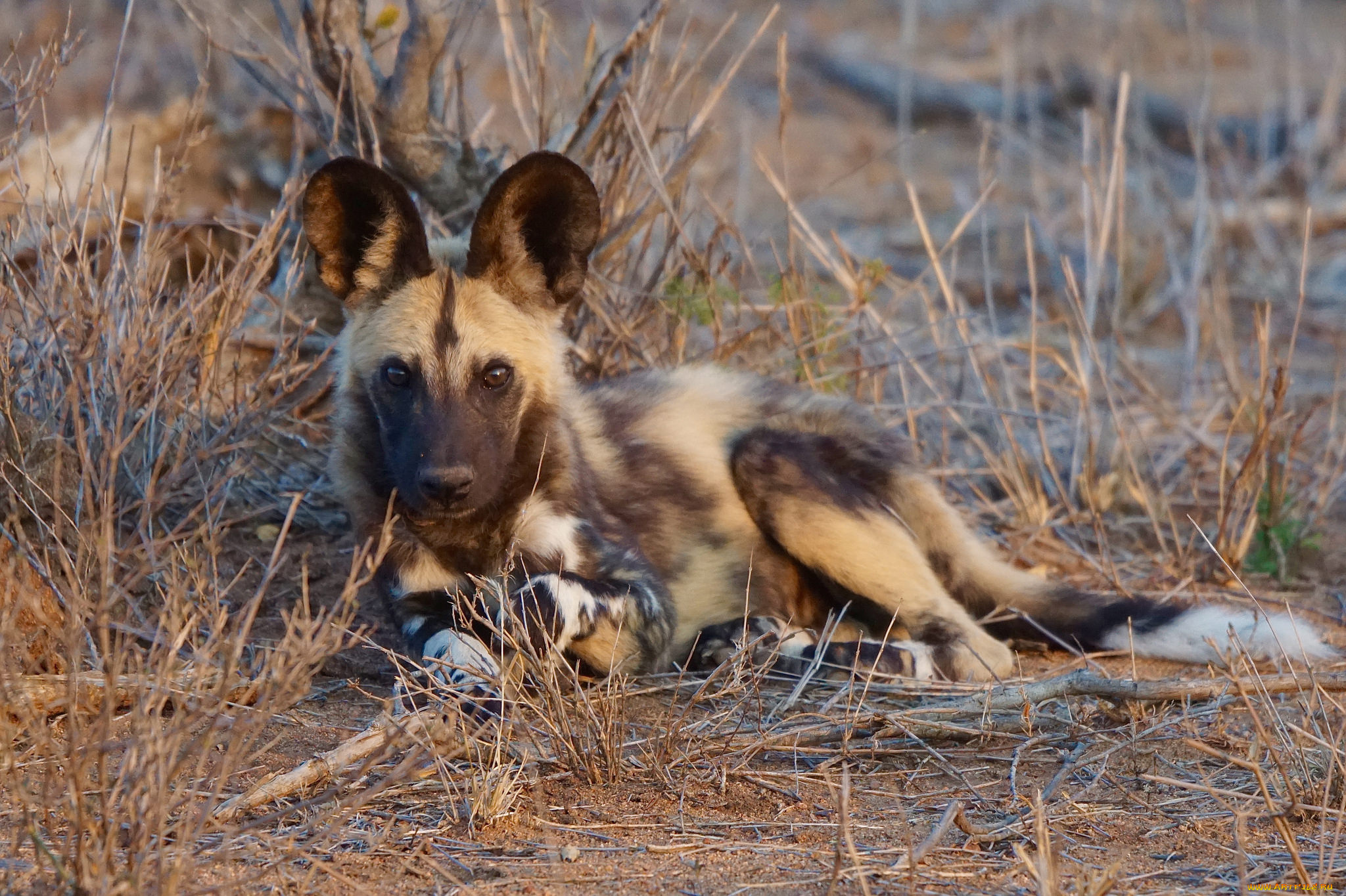 african, wild, dog, животные, гиены, , гиеновые, собаки, хищник