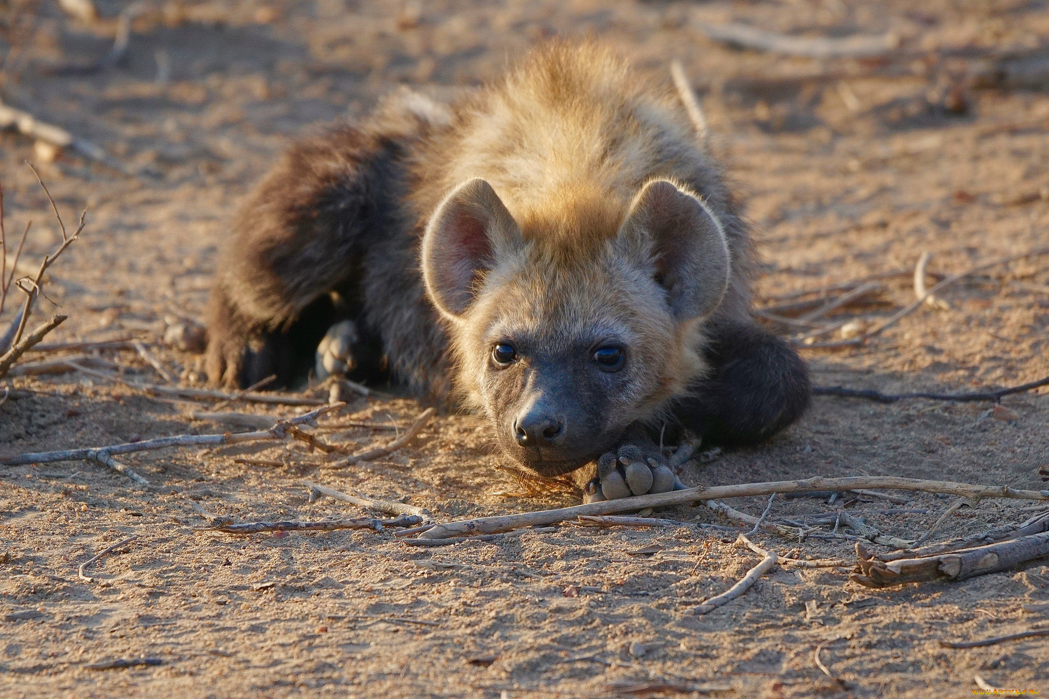 hyena, животные, гиены, , гиеновые, собаки, хищник