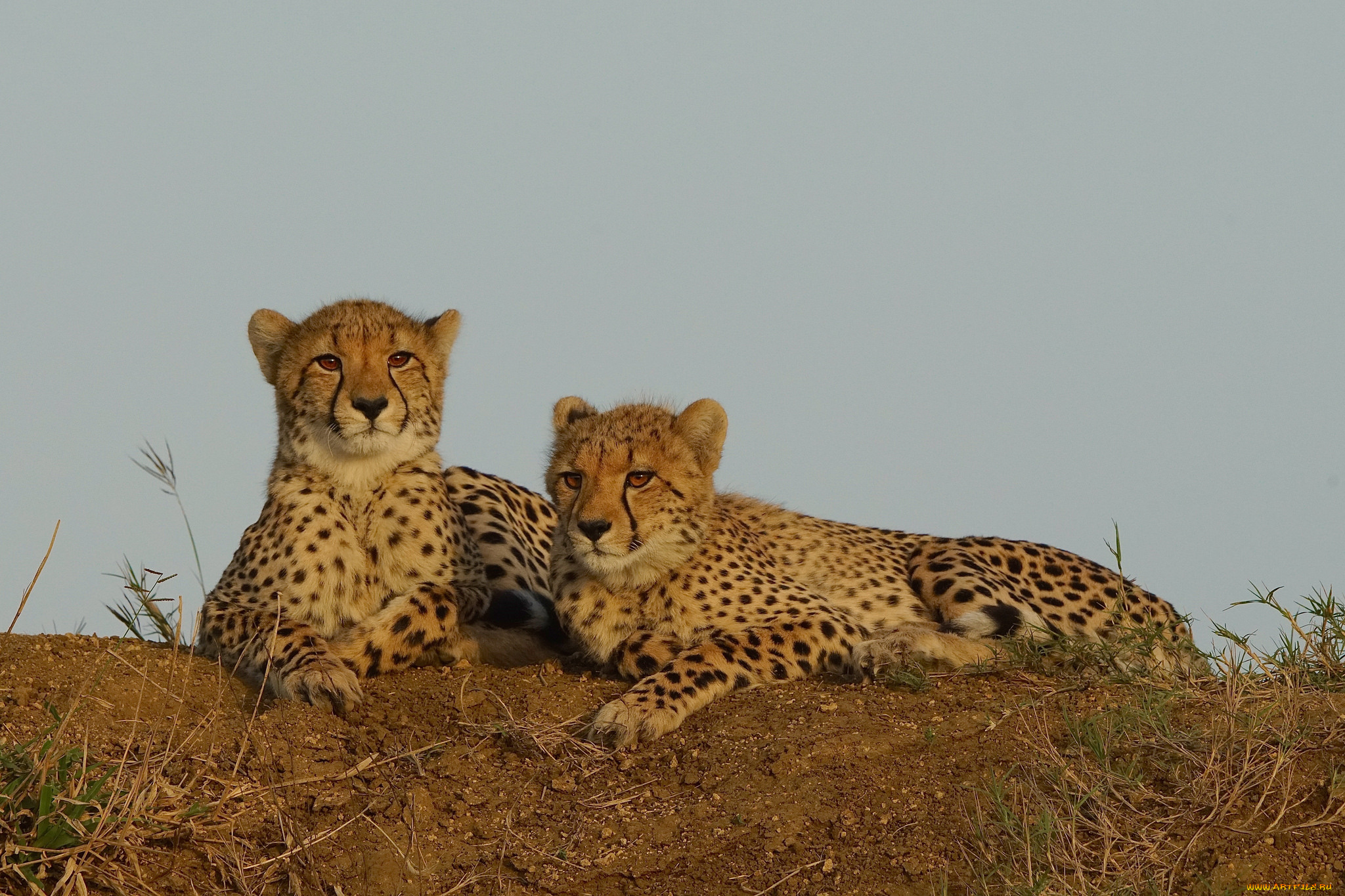 животные, гепарды, хищник