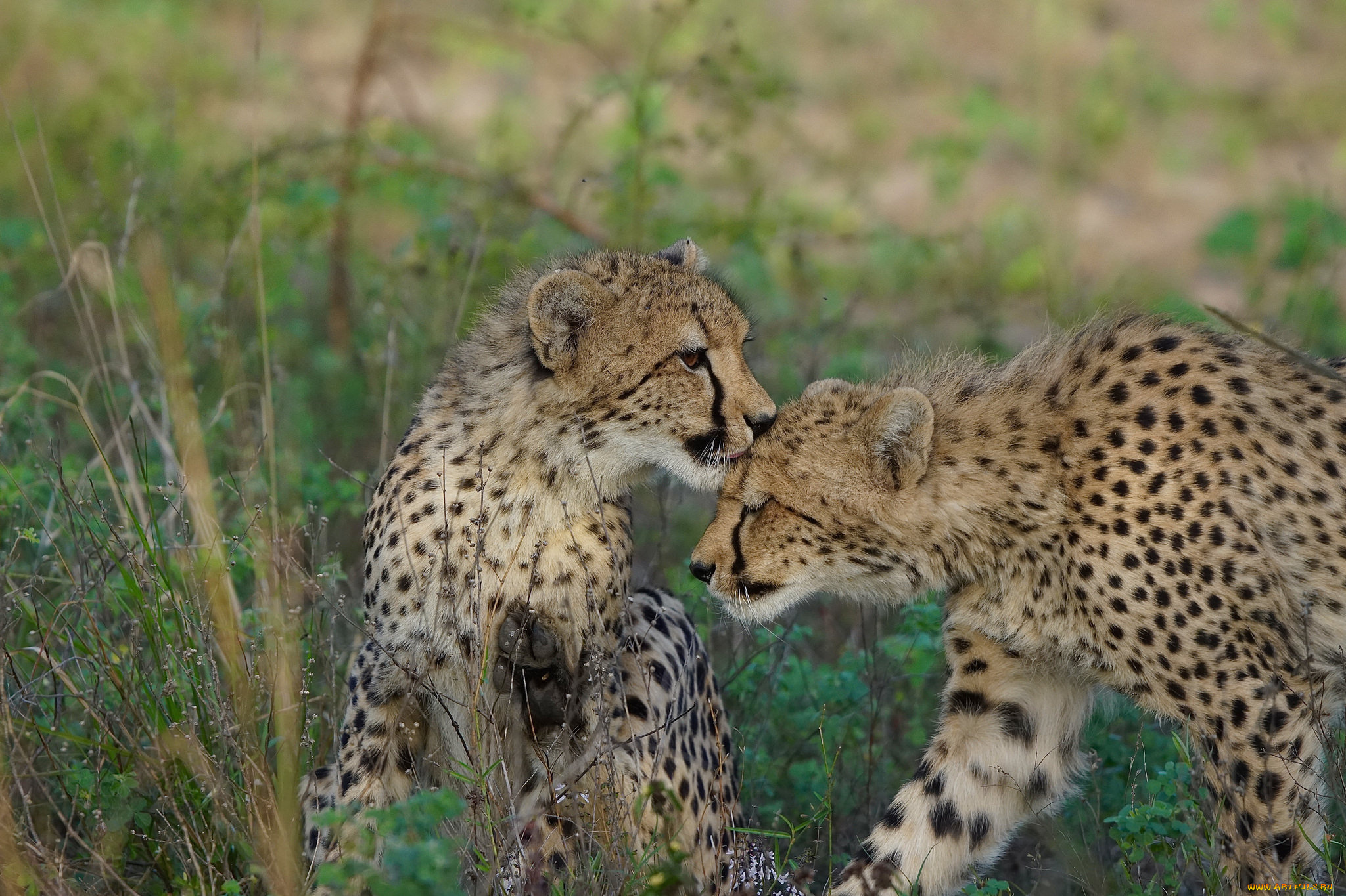 животные, гепарды, хищник