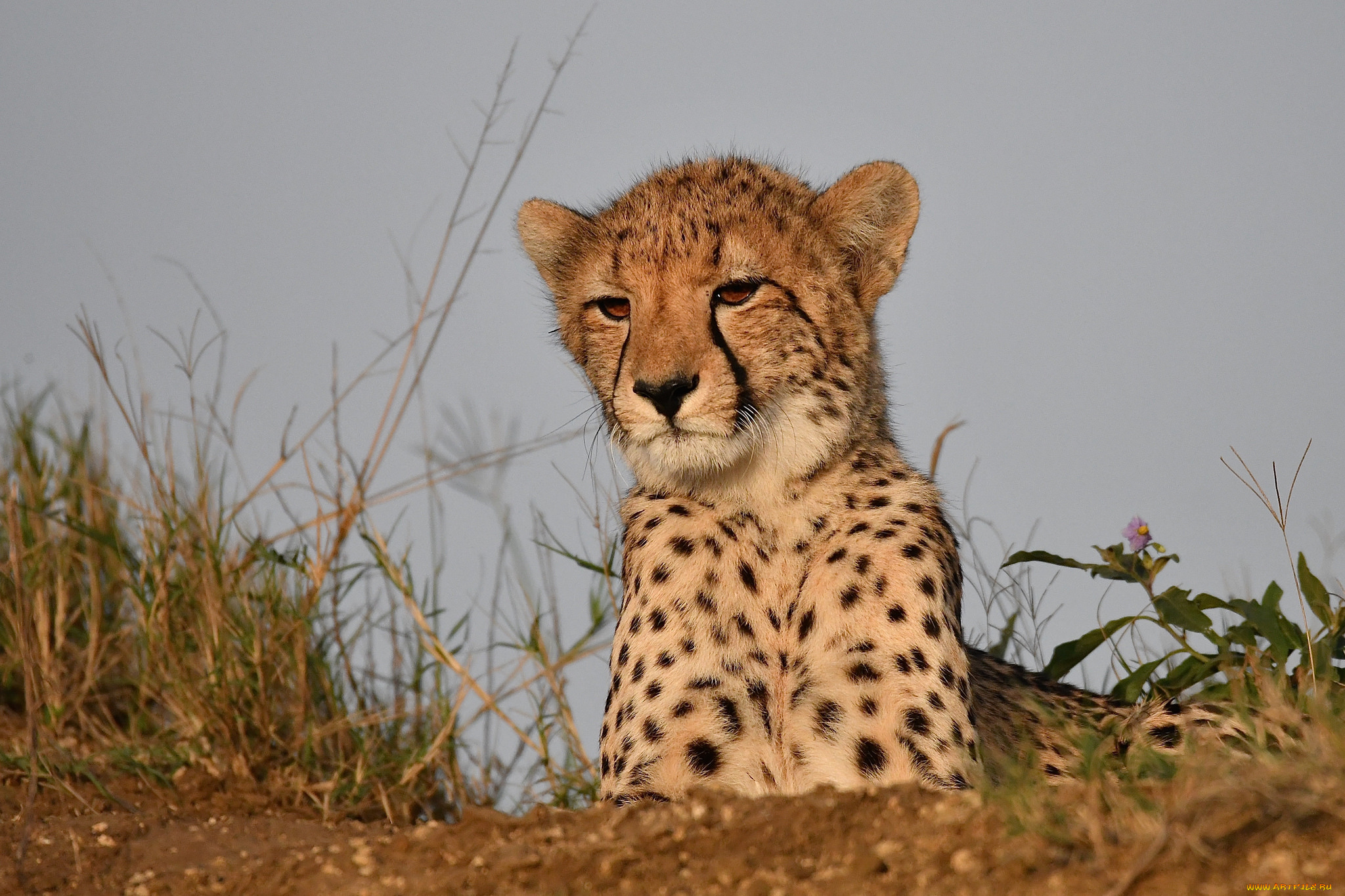 животные, гепарды, хищник